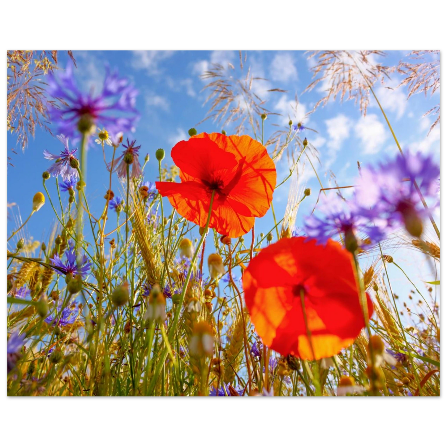 Wandbild lebendige wildblumenwiese mohnblumen kornblumen unter blauem himmel