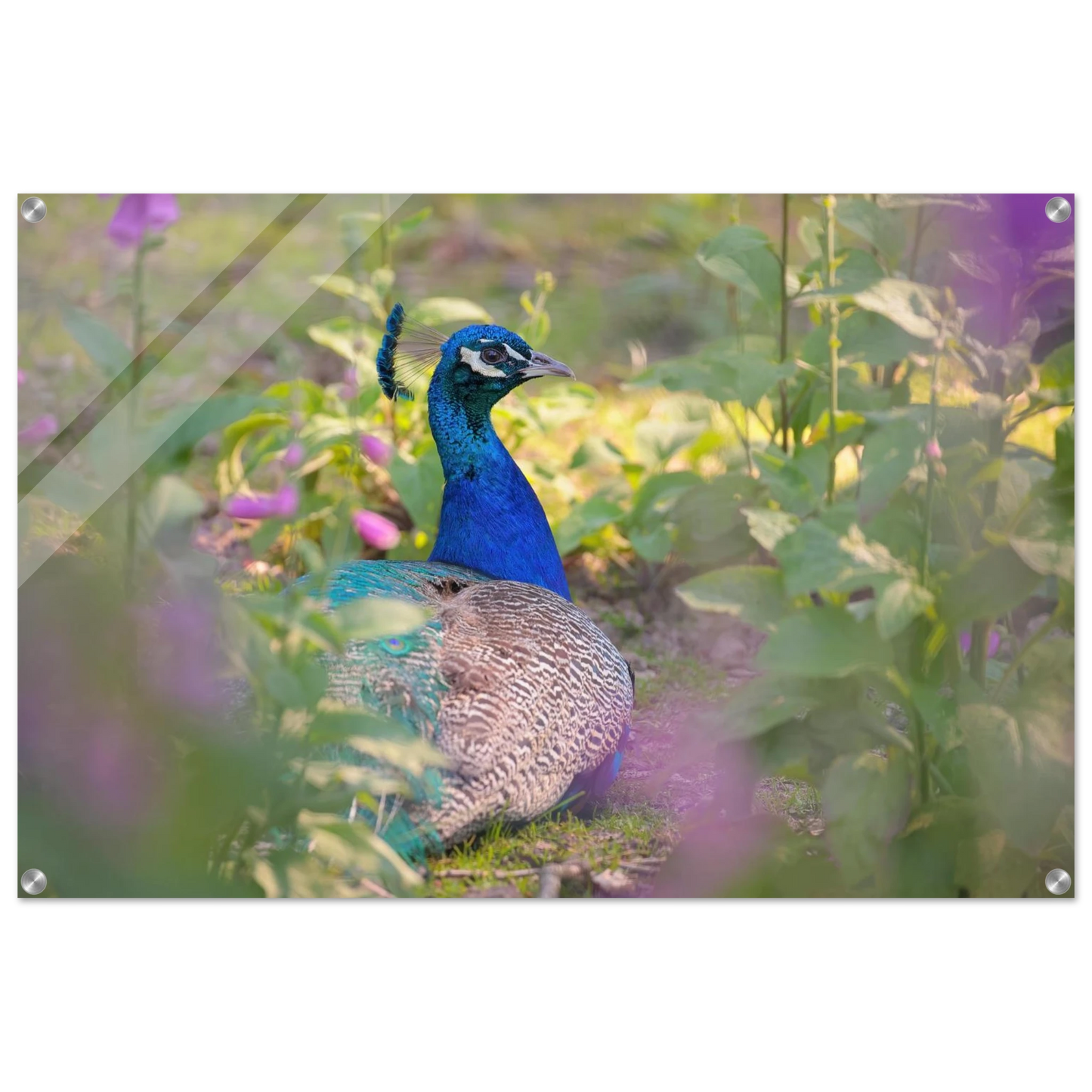 Wandbild majestaetischer pfau lebendige farbenpracht fuer ihre wand in vielen groessen erhaeltlich