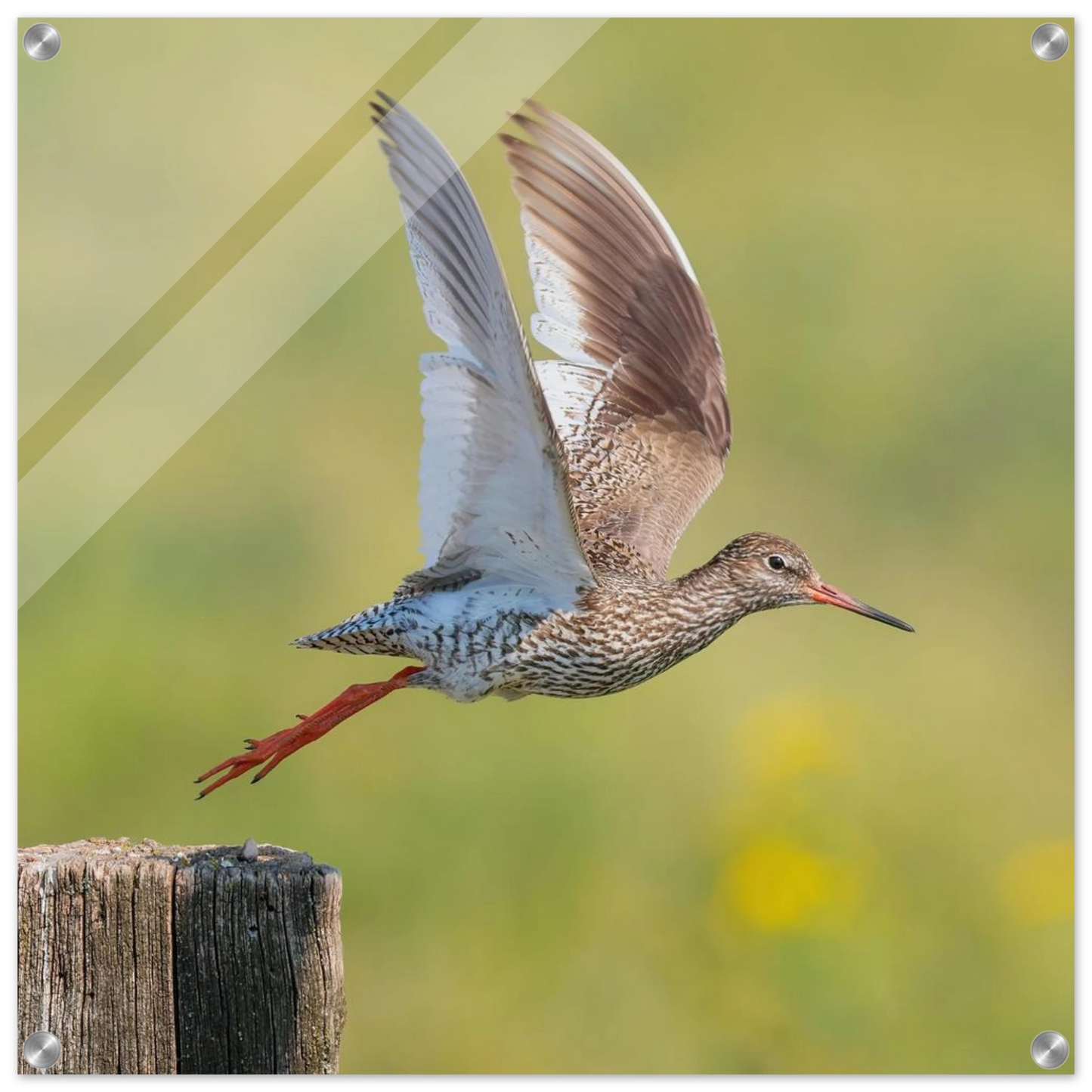 Wandbild der flug des rotschenkels dynamische tierkunst fuer ihr zuhause in vielen groessen erhaeltlich