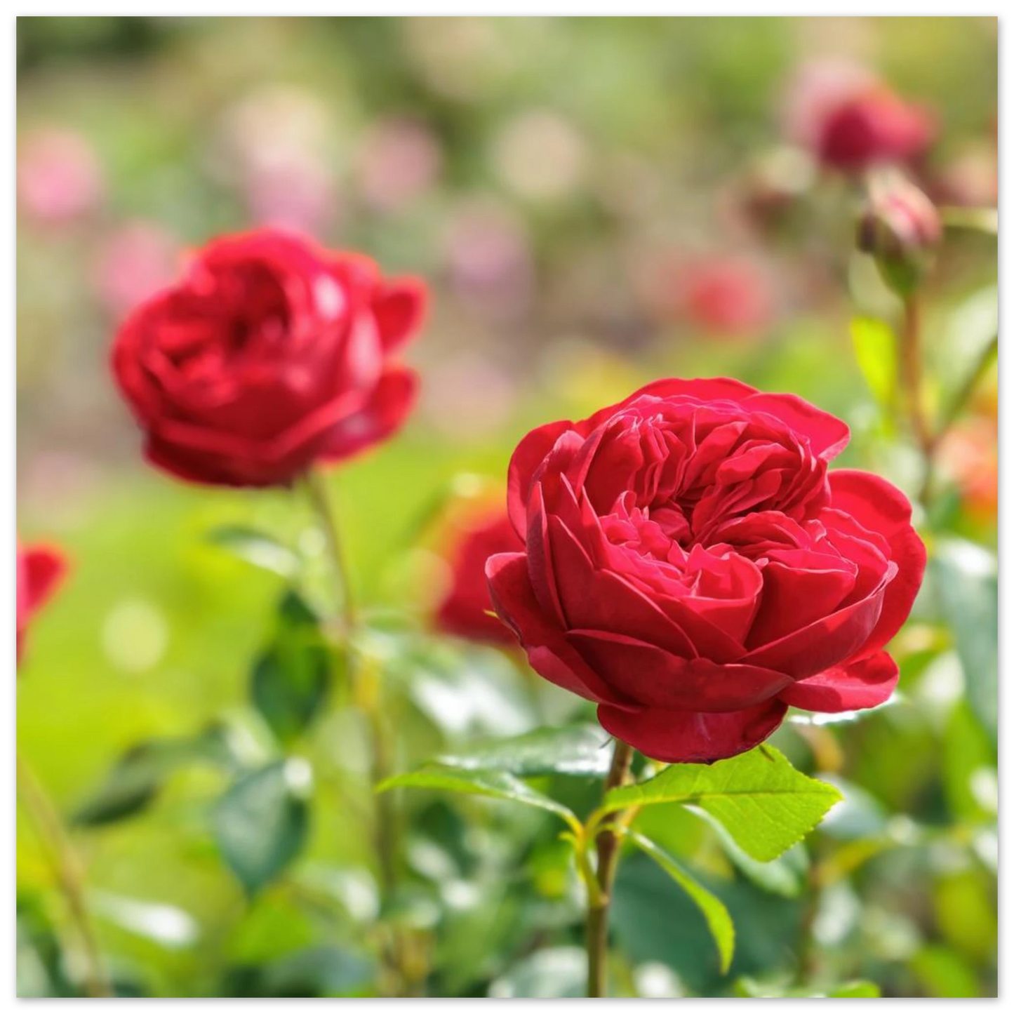 Wandbild rote rosen lebendige bluetenpracht fuer ihr zuhause in ihrer wunschgroesse