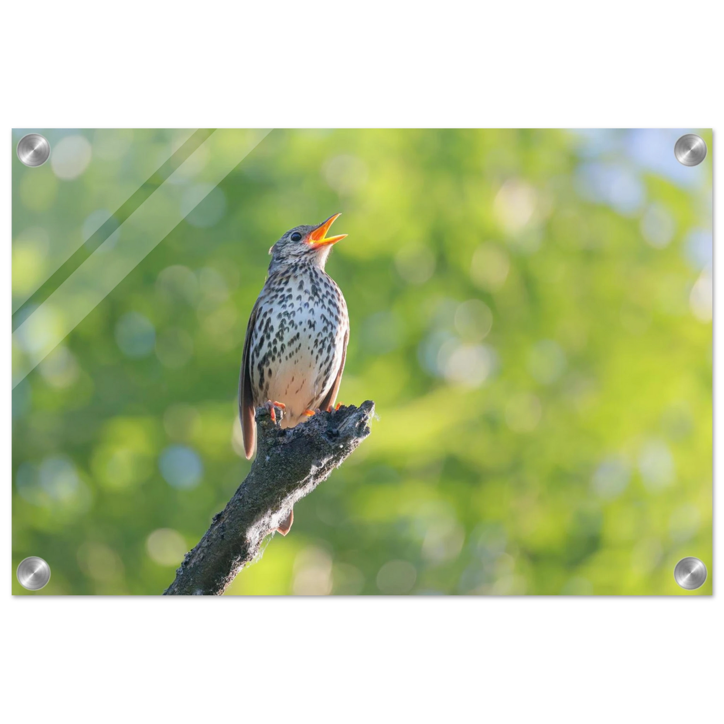Wandbild bezaubernder singvogel in gruen ein naturportraet fuer ihr zuhause in vielen groessen