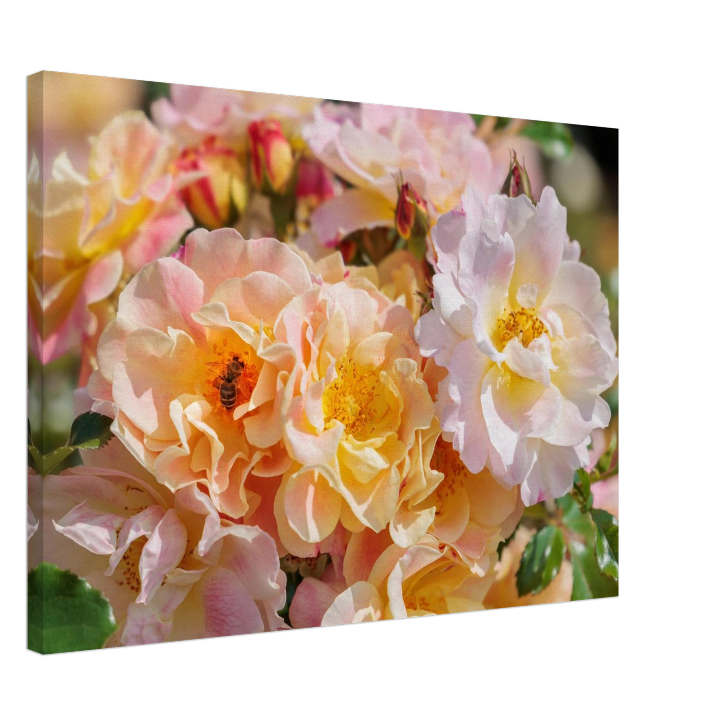 Wandbild bluehende gartenrosen eine honigbienen ode in pastell perfektion in vielen groessen verfuegbar