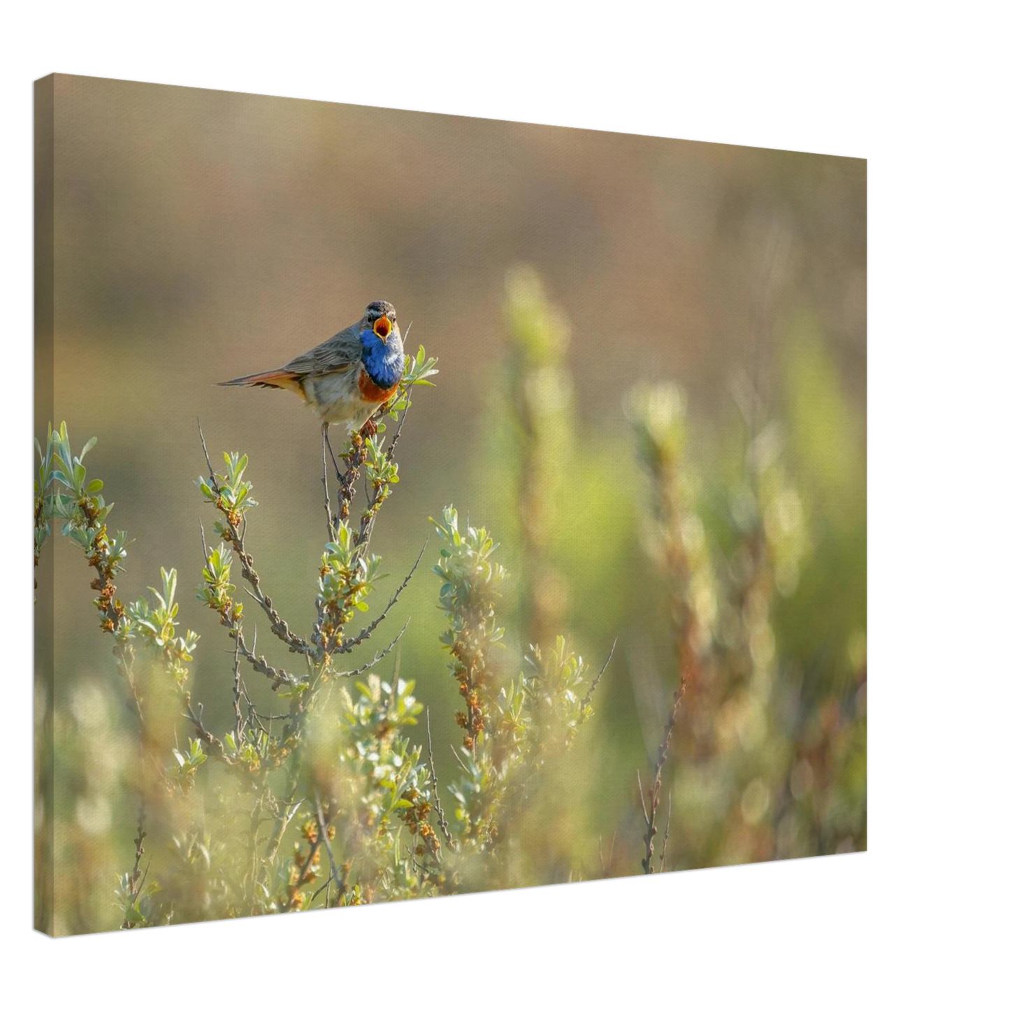 Wandbild blaukehlchen ein meisterwerk der natur auf leinwand in verschiedenen groessen erhaeltlich