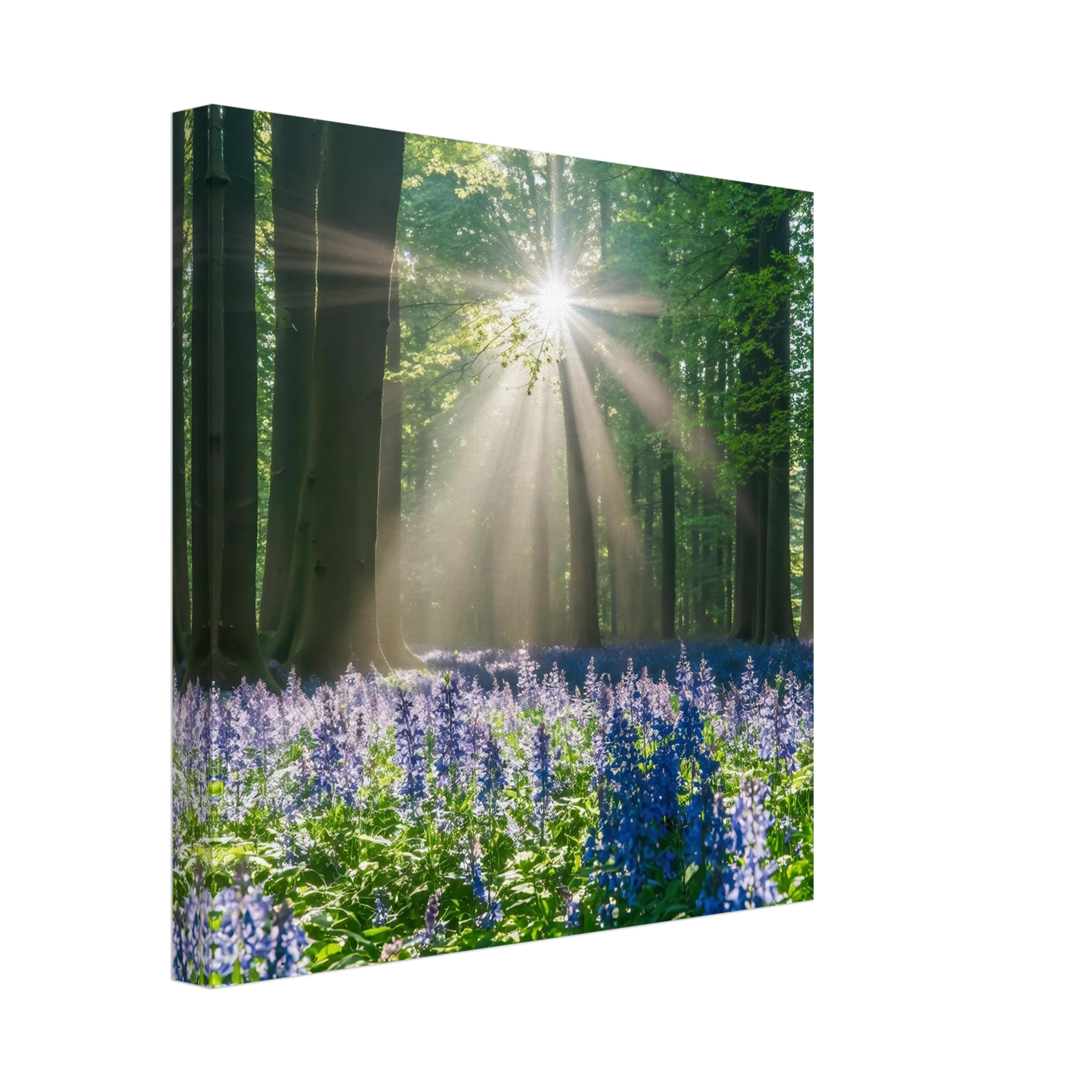 Wandbild bezaubernder wald mit sonnenstrahlen und lila bluetenmeer dein stueck natur