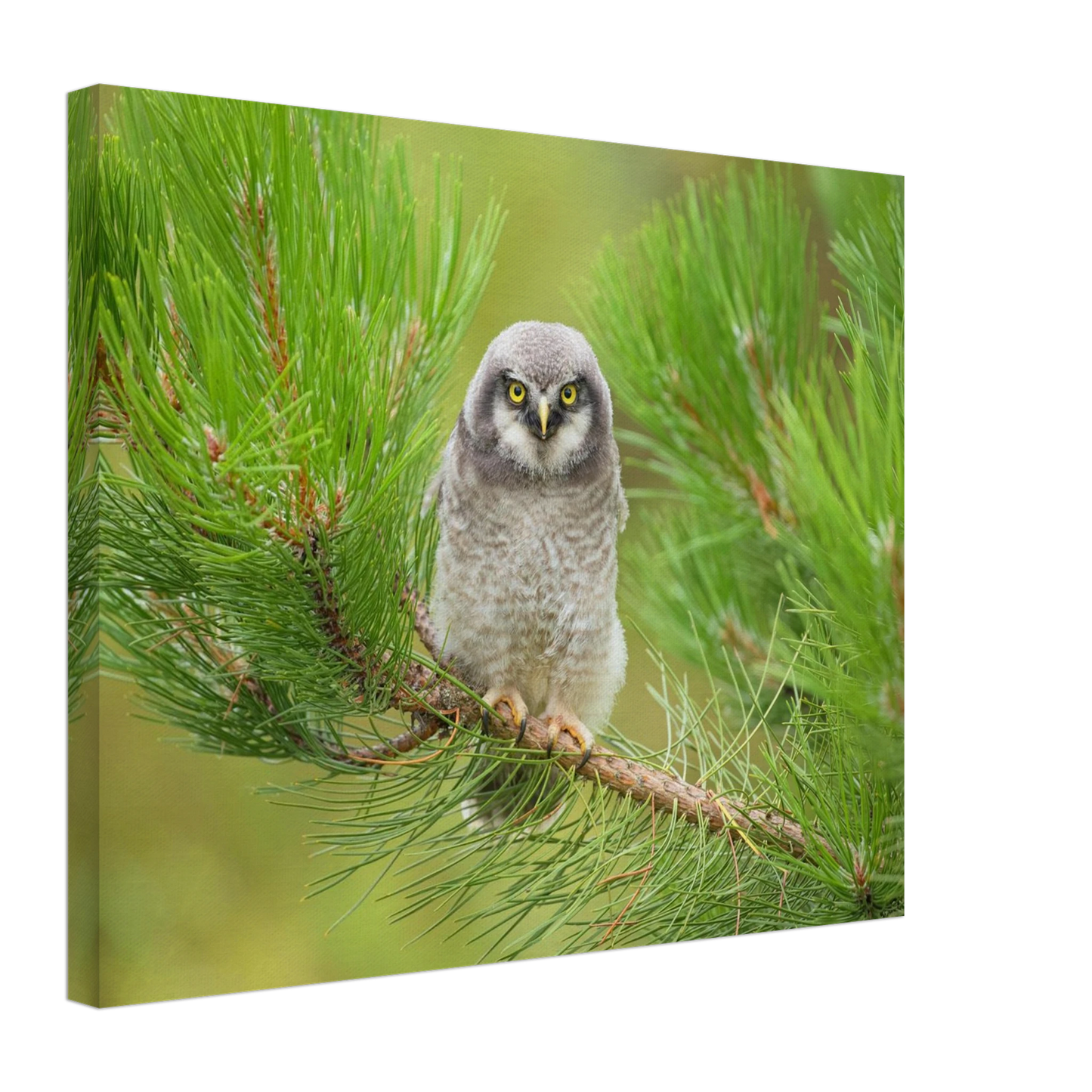 Wandbild bezaubernde eule auf kiefernzweig ruhiges naturmotiv fuer ihr zuhause