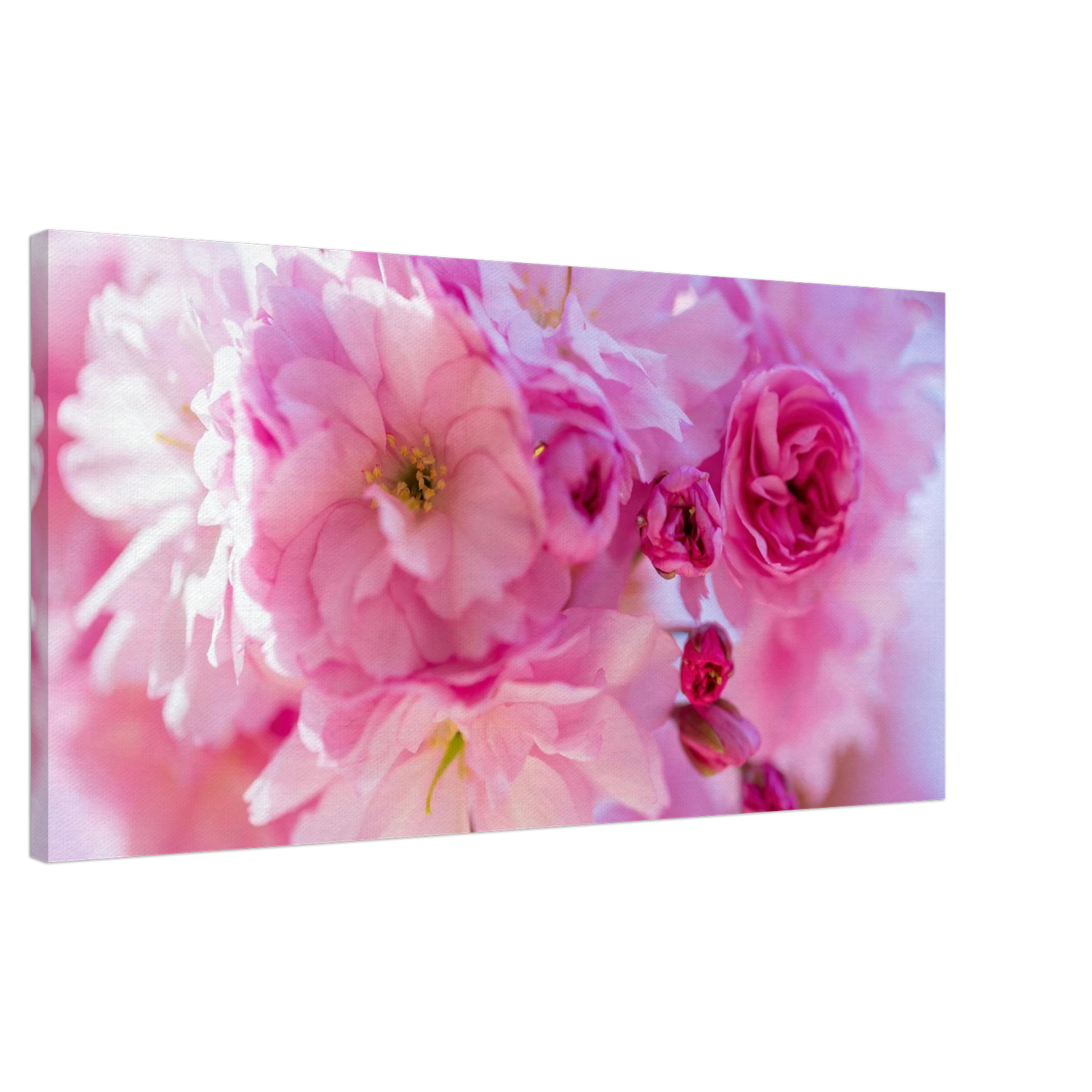 Wandbild kirschbluetenzauber in ros feine bluetenpracht auf leinwand in wunschgroesse erhaeltlich
