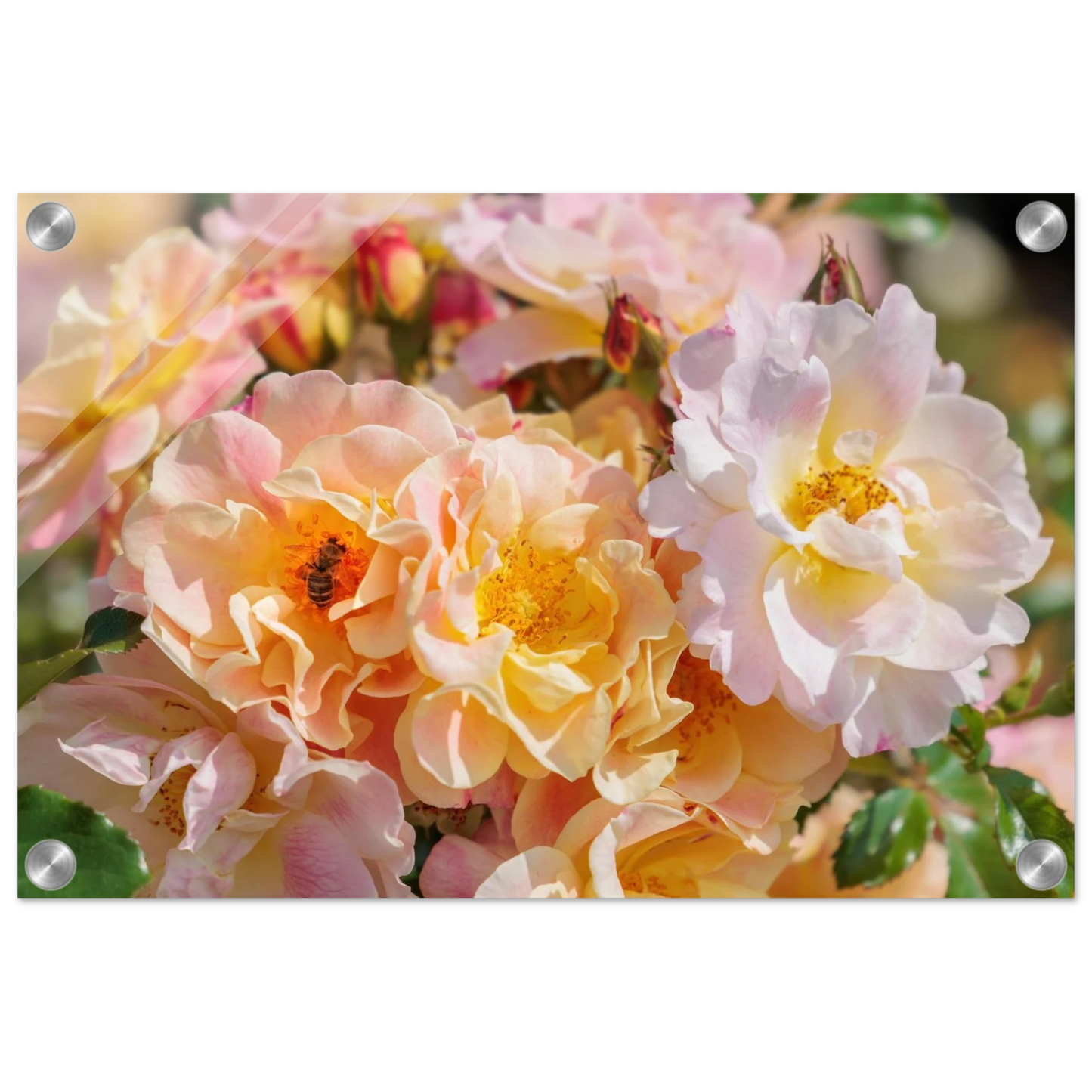 Wandbild bluehende gartenrosen eine honigbienen ode in pastell perfektion in vielen groessen verfuegbar