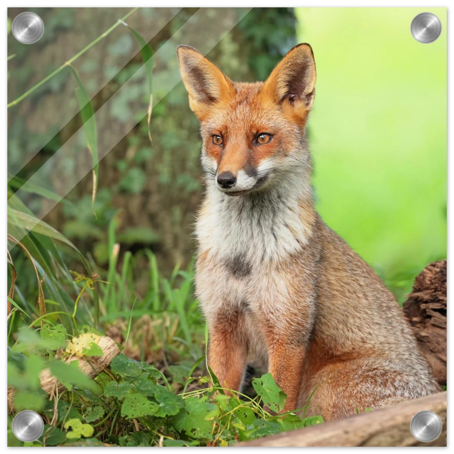 Wandbild majestaetischer rotfuchs ein augenblick der ruhe in der natur erhaeltlich in zahlreichen groessen