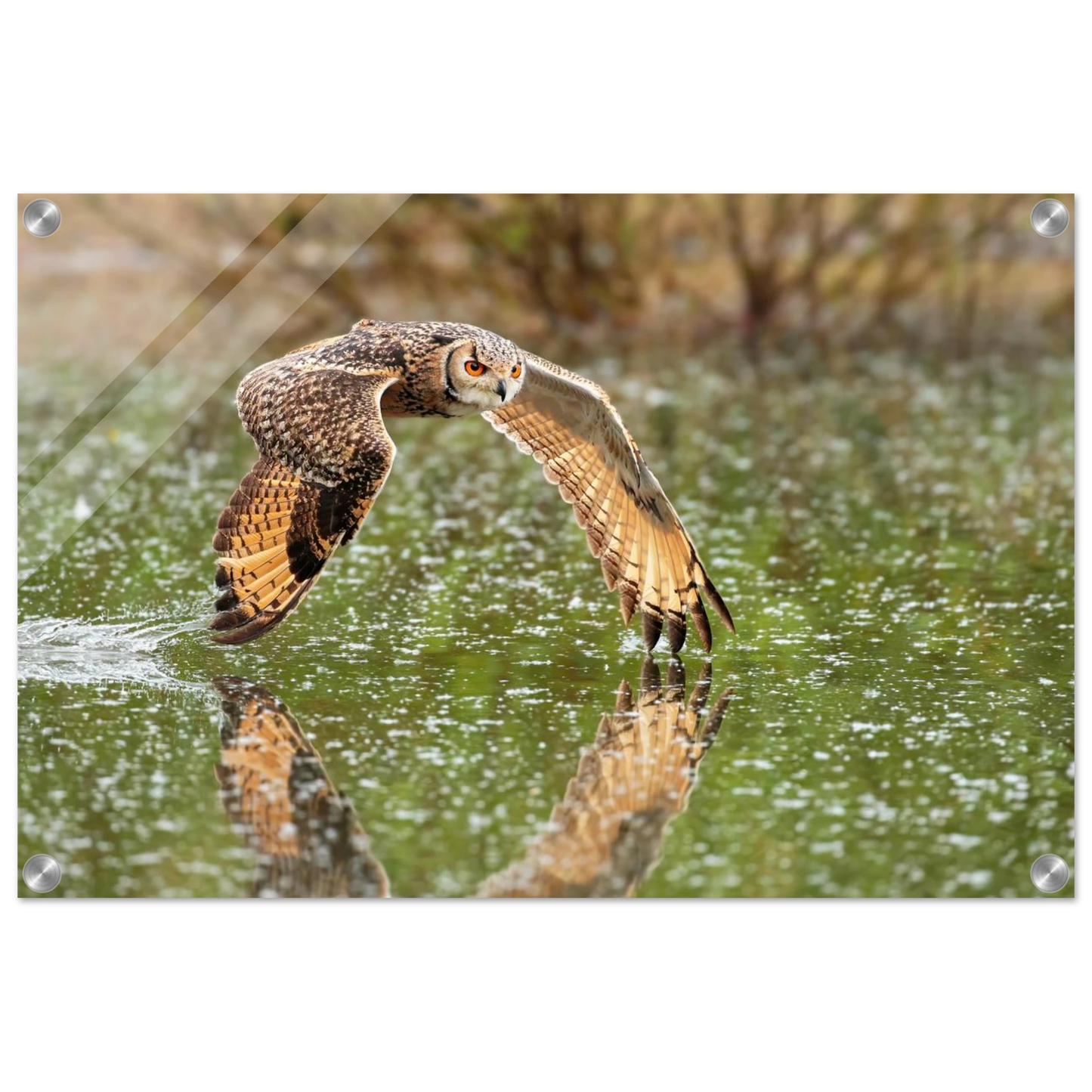 Wandbild majestaetische eule im flug naturfotografie mit lebendigen orangetoenen in ihrer wunschgroesse