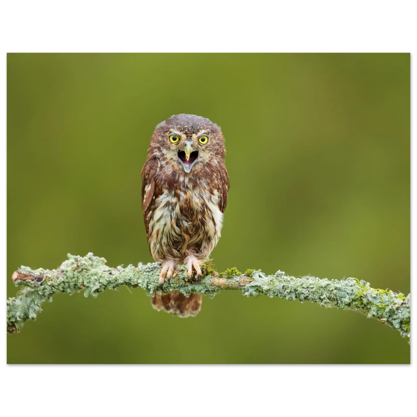 Wandbild rufer der wildnis faszinierendes eulen portraet mit leuchtenden augen fuer ihr zuhause