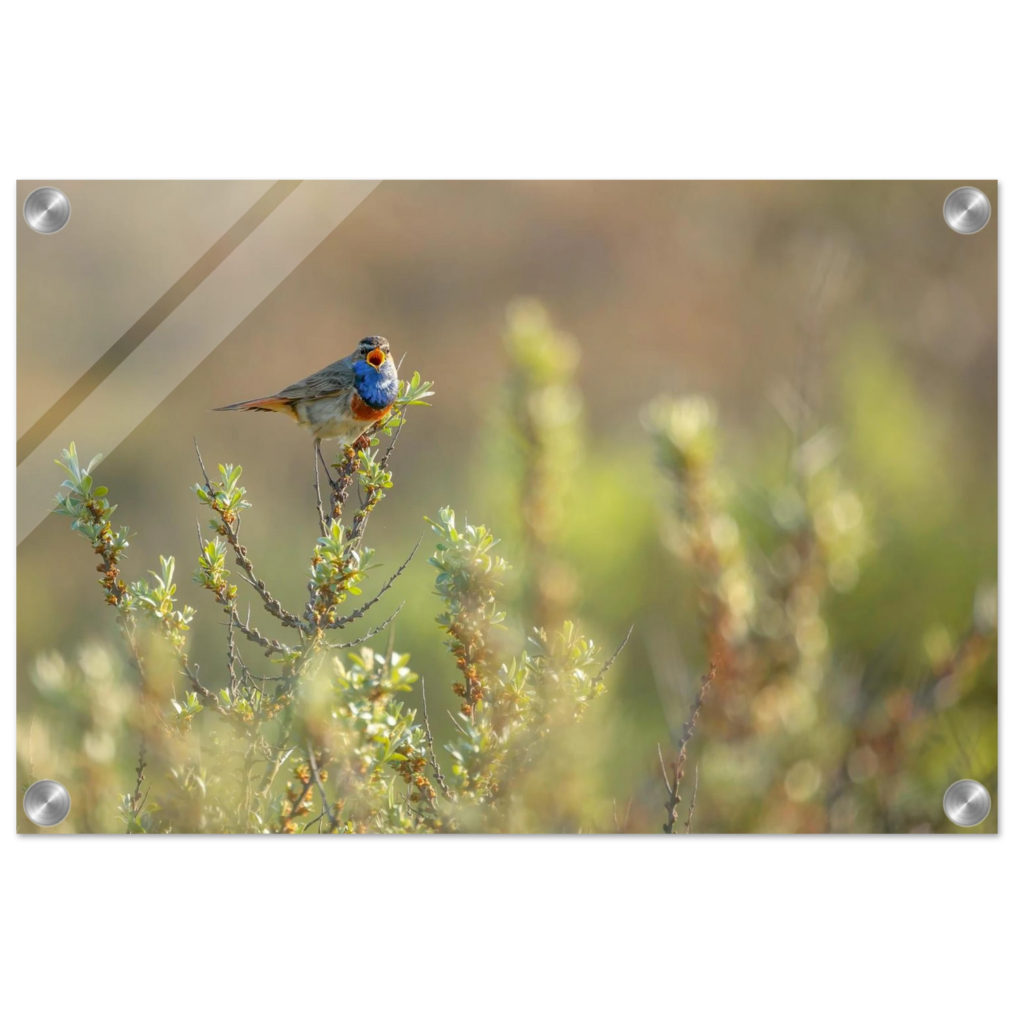 Wandbild blaukehlchen ein meisterwerk der natur auf leinwand in verschiedenen groessen erhaeltlich