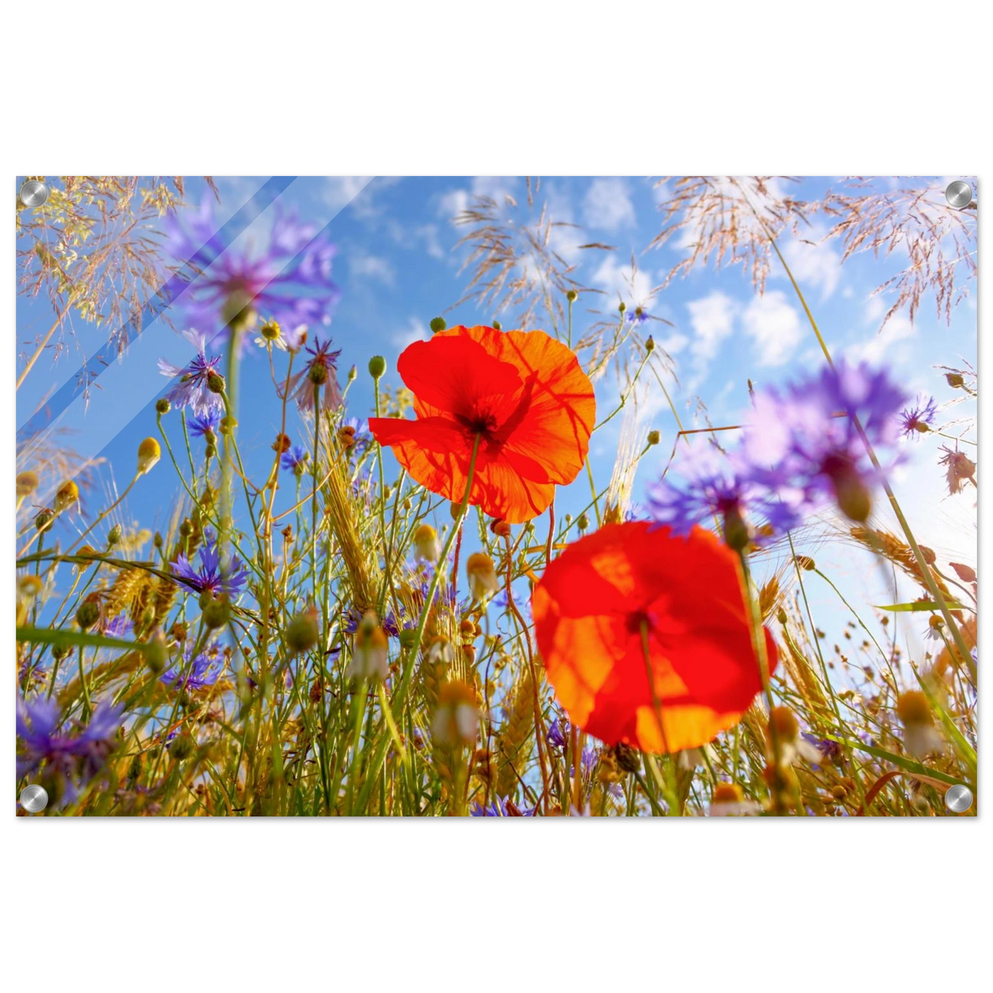 Wandbild lebendige wildblumenwiese mohnblumen kornblumen unter blauem himmel