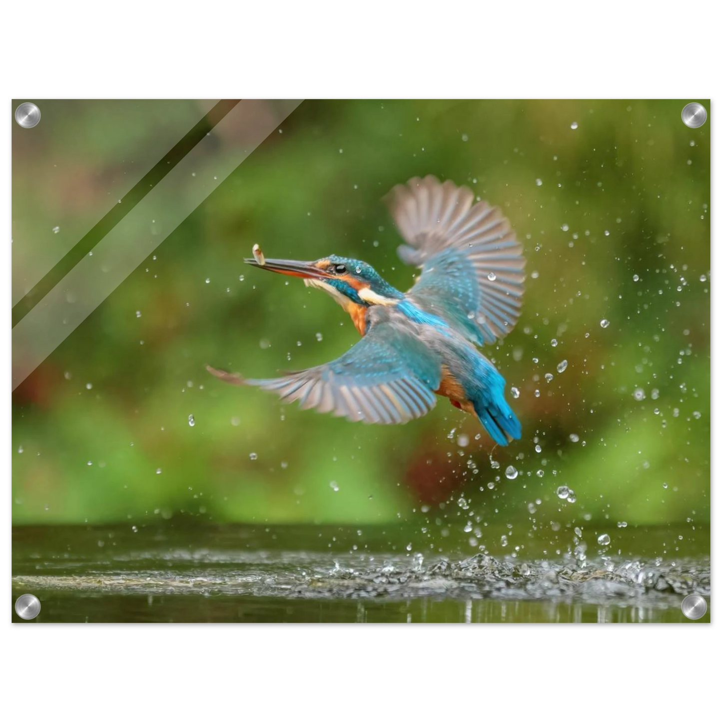 Wandbild eisvogel lebendige tierfotografie mit lebhaften blautoenen