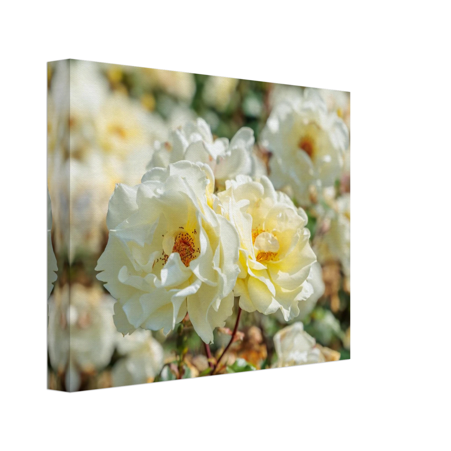 Wandbild creme weisse rosen zeitlose blumen eleganz fuer ihre wand in vielen groessen verfuegbar