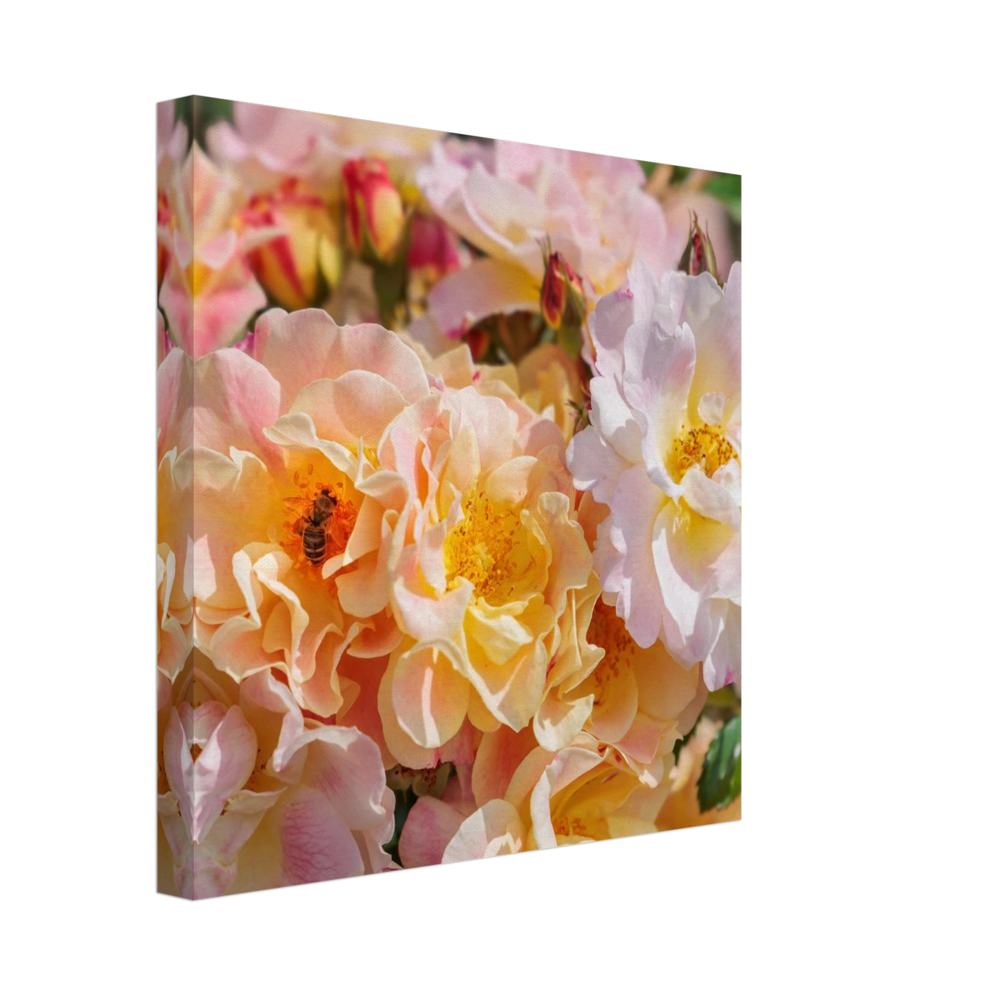 Wandbild bluehende gartenrosen eine honigbienen ode in pastell perfektion in vielen groessen verfuegbar