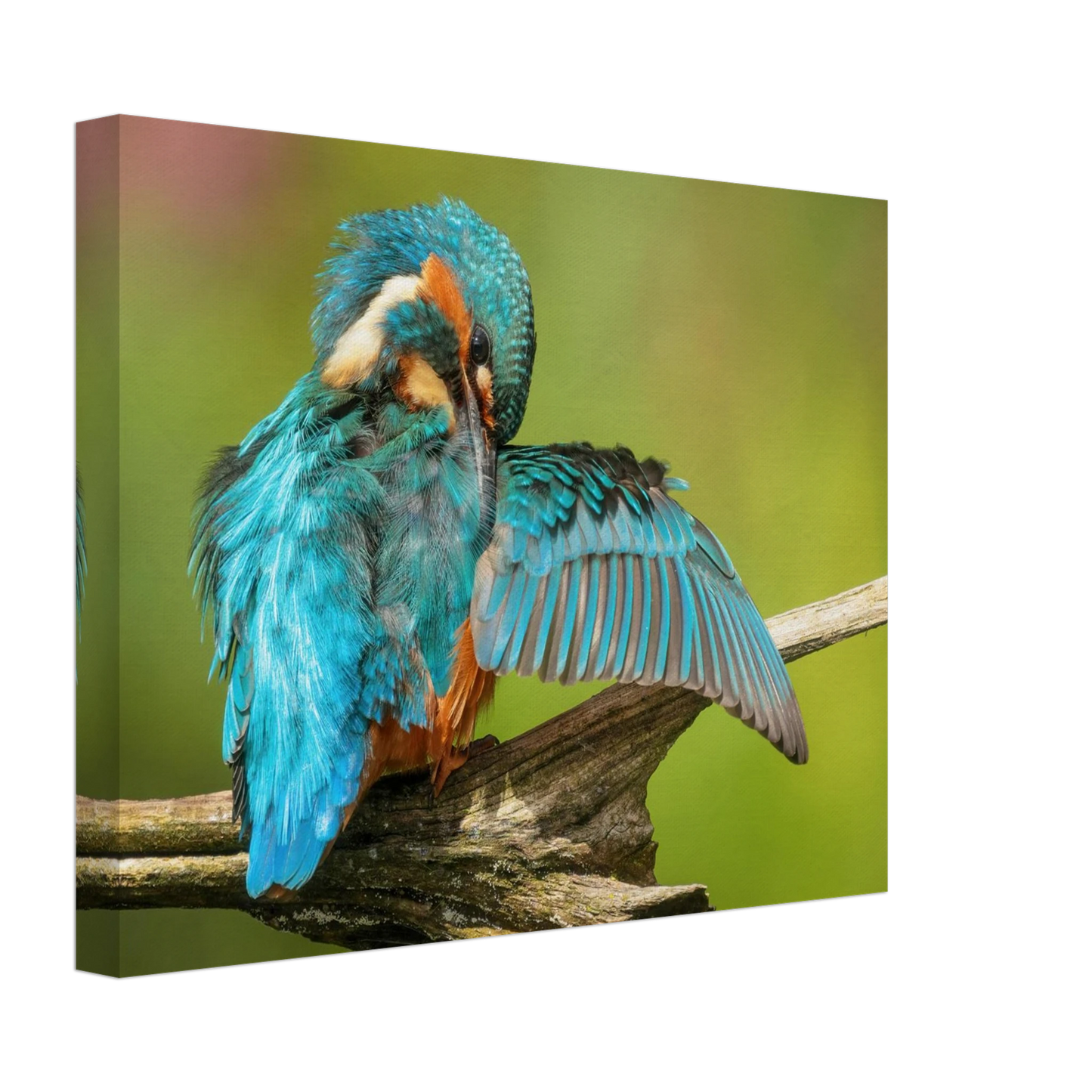 Wandbild eisvogel lebendige farbenpracht der natur auf leinwand