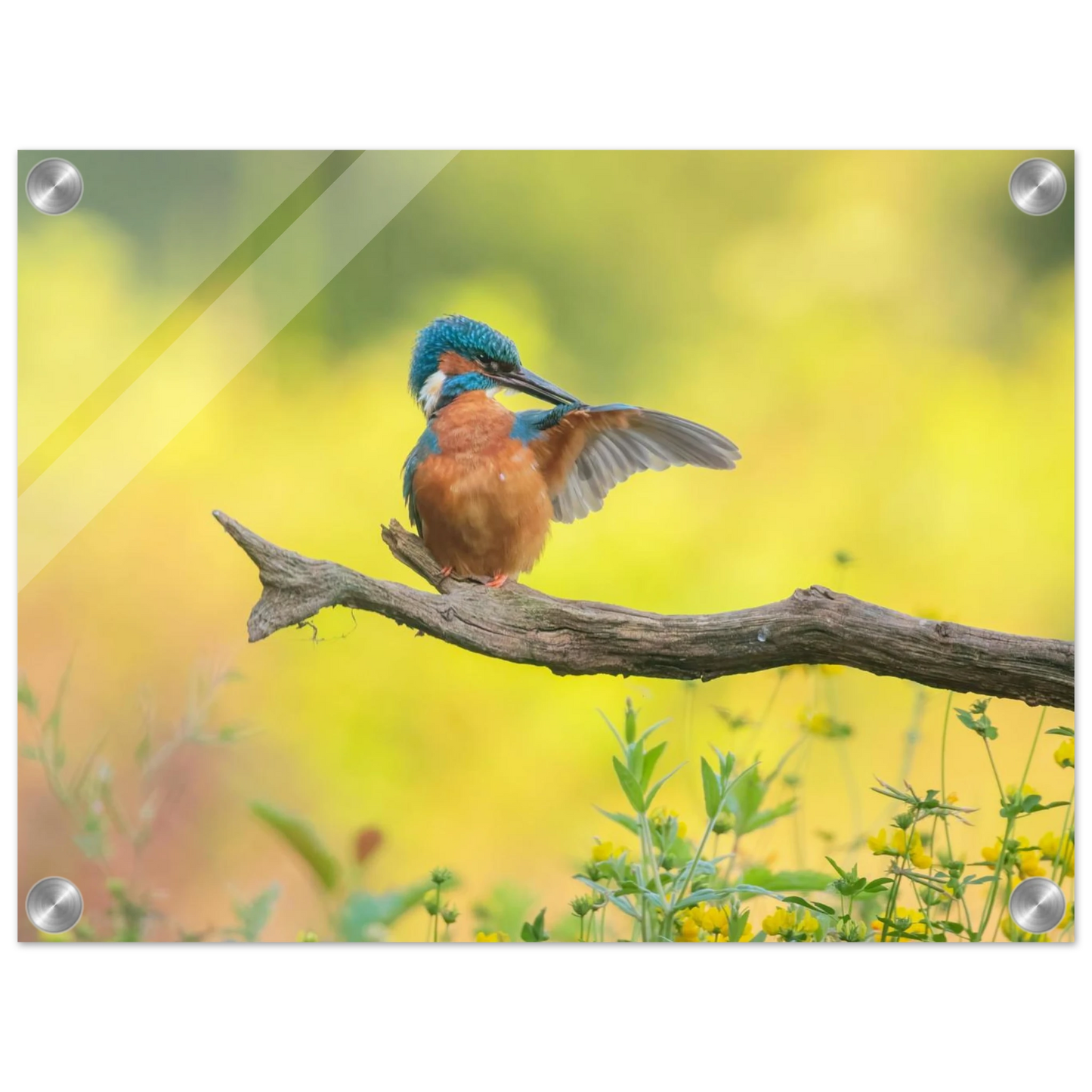 Wandbild eisvogel lebendige naturkunst fuer ihr zuhause