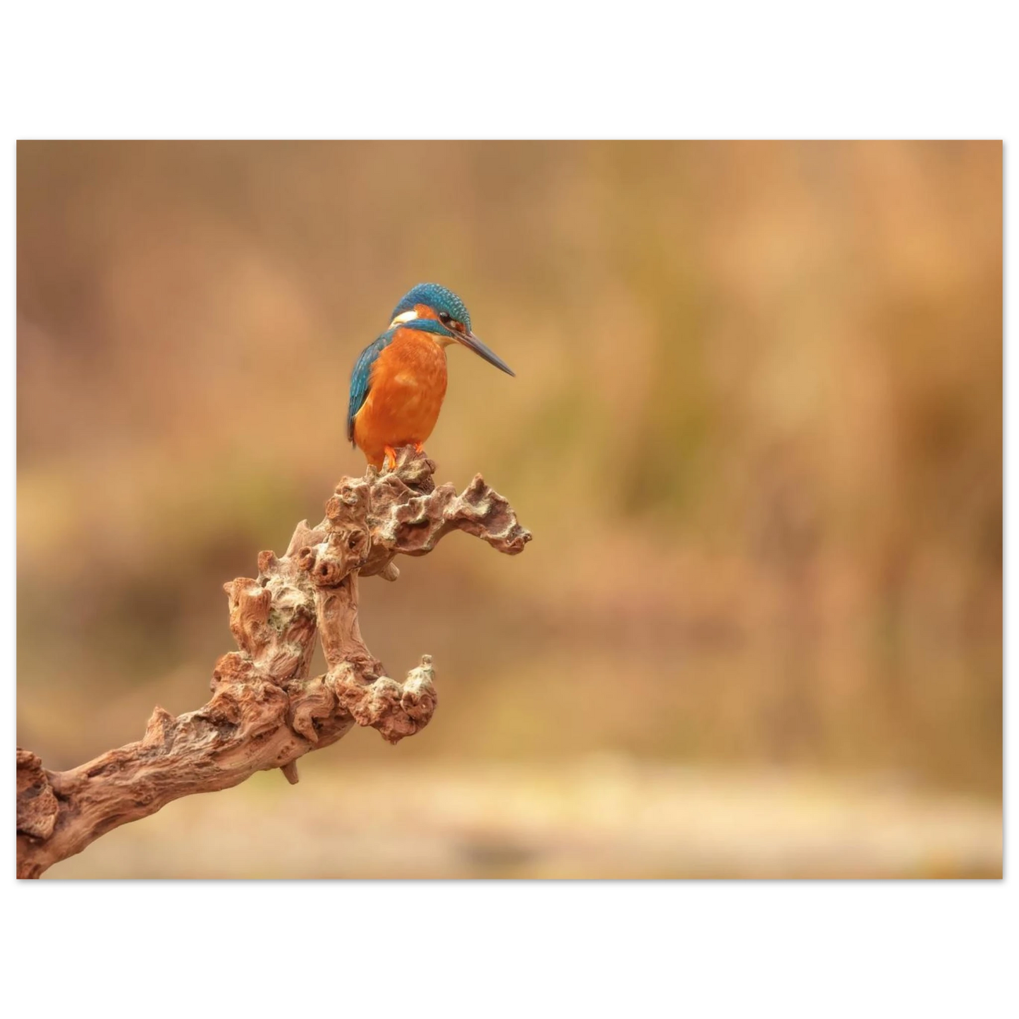 Wandbild eisvogel lebendige naturkunst fuer ihr zuhause in vielen groessen
