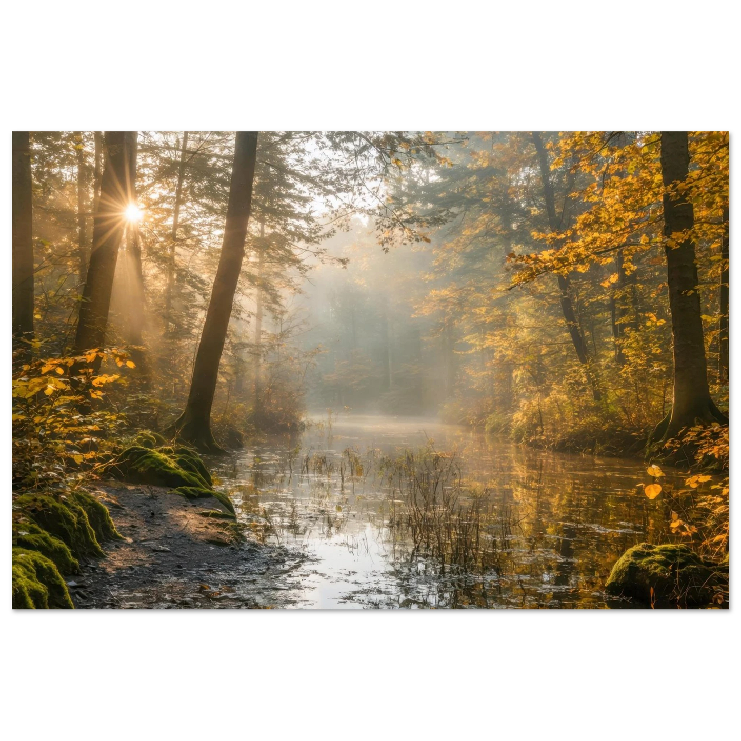 Wandbild Herbstwald morgenlicht wandbild goldenes ambiente in deiner wunschgroesse