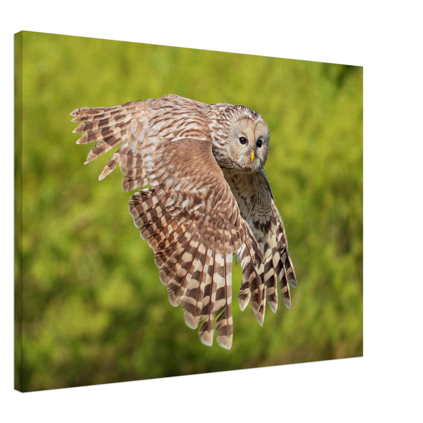 Wandbild majestaetische eule im flug naturfotografie fuer ihr zuhause
