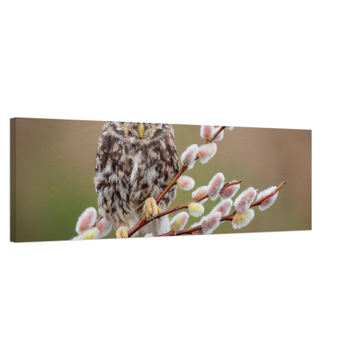 Wandbild der weise waechter ein kaeuzchen auf weidenkaetzchen im fruehlingslicht