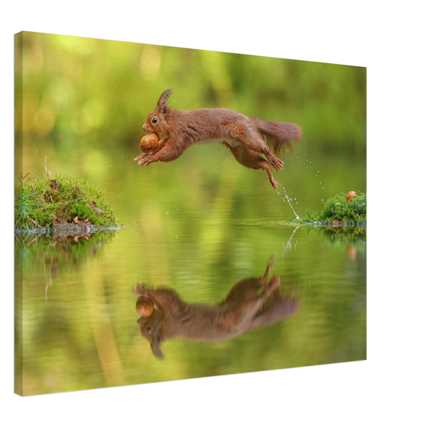 Wandbild eichhoernchen dynamisches wildtier poster mit lebendigen gruentoenen erhaeltlich in verschiedenen groessen