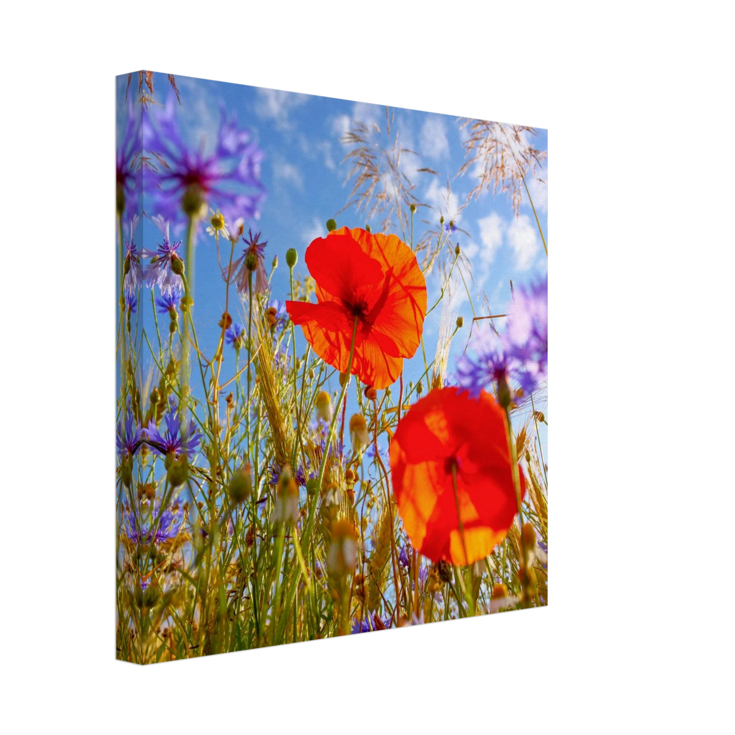 Wandbild lebendige wildblumenwiese mohnblumen kornblumen unter blauem himmel