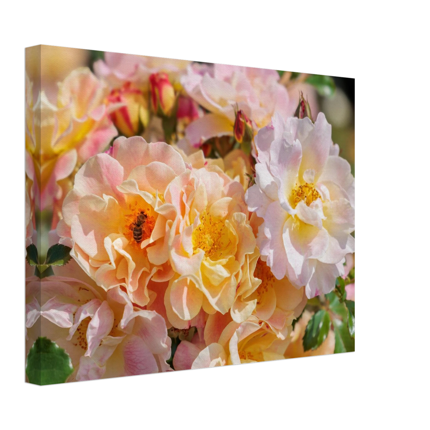 Wandbild bluehende gartenrosen eine honigbienen ode in pastell perfektion in vielen groessen verfuegbar