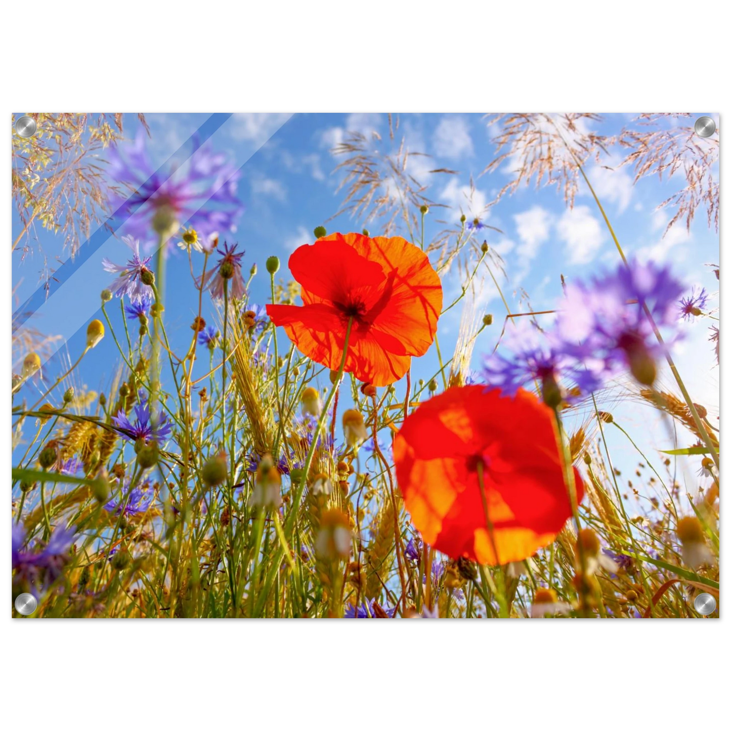 Wandbild lebendige wildblumenwiese mohnblumen kornblumen unter blauem himmel
