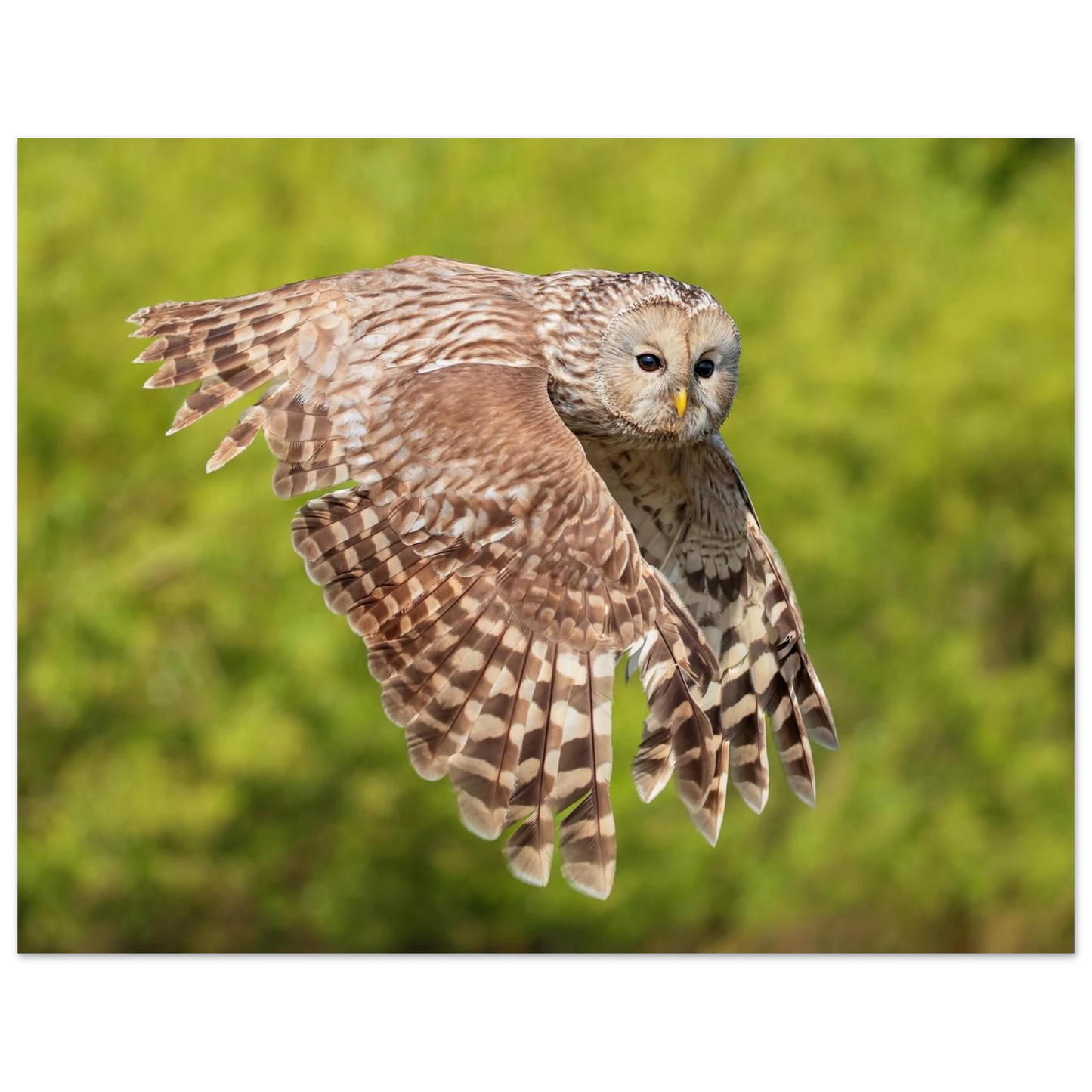 Wandbild majestaetische eule im flug naturfotografie fuer ihr zuhause