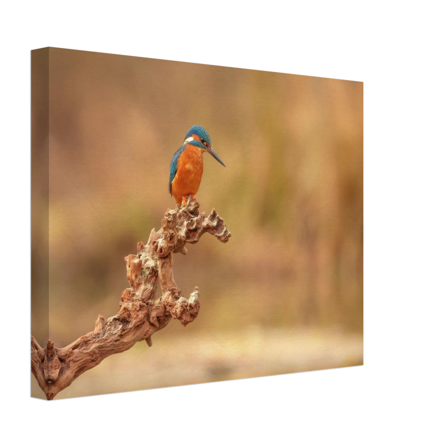 Wandbild eisvogel lebendige naturkunst fuer ihr zuhause in vielen groessen