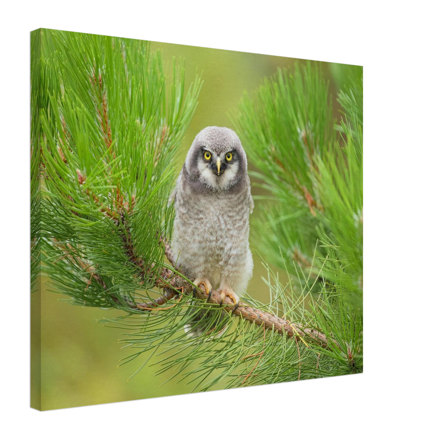 Wandbild bezaubernde eule auf kiefernzweig ruhiges naturmotiv fuer ihr zuhause