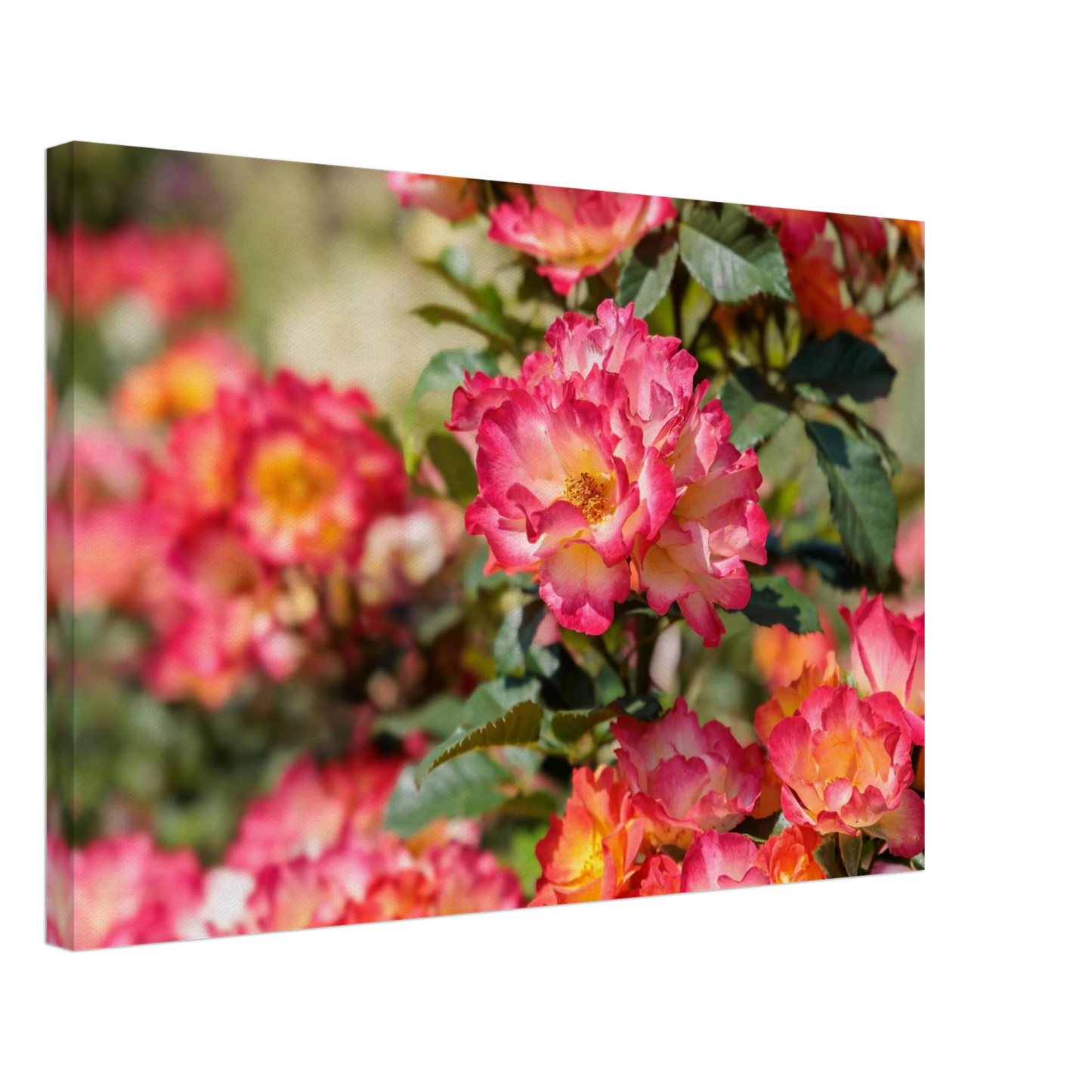 Wandbild himmlische rosenpracht lebendige farbexplosion in ihrem zuhause verfuegbar in vielen groessen