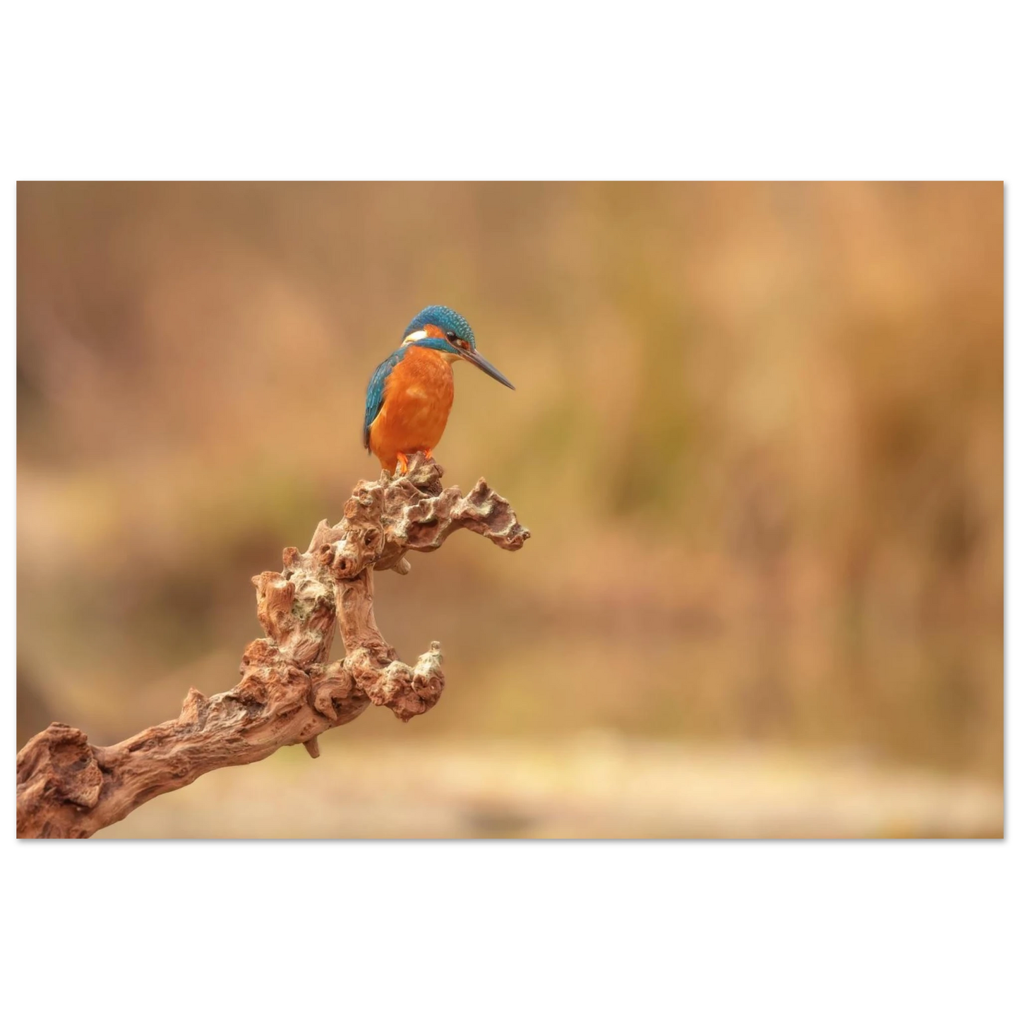 Wandbild eisvogel lebendige naturkunst fuer ihr zuhause in vielen groessen