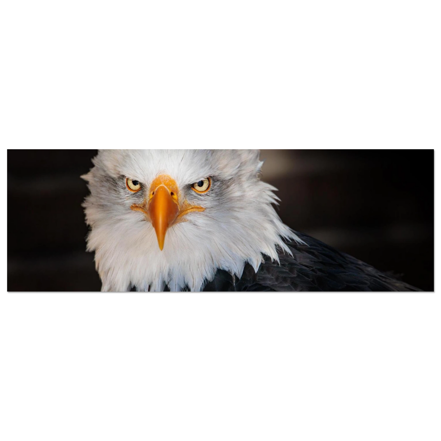 Wandbild majestaetischer adler ausdrucksstarke tierfotografie fuer ihr zuhause in vielen groessen erhaeltlich