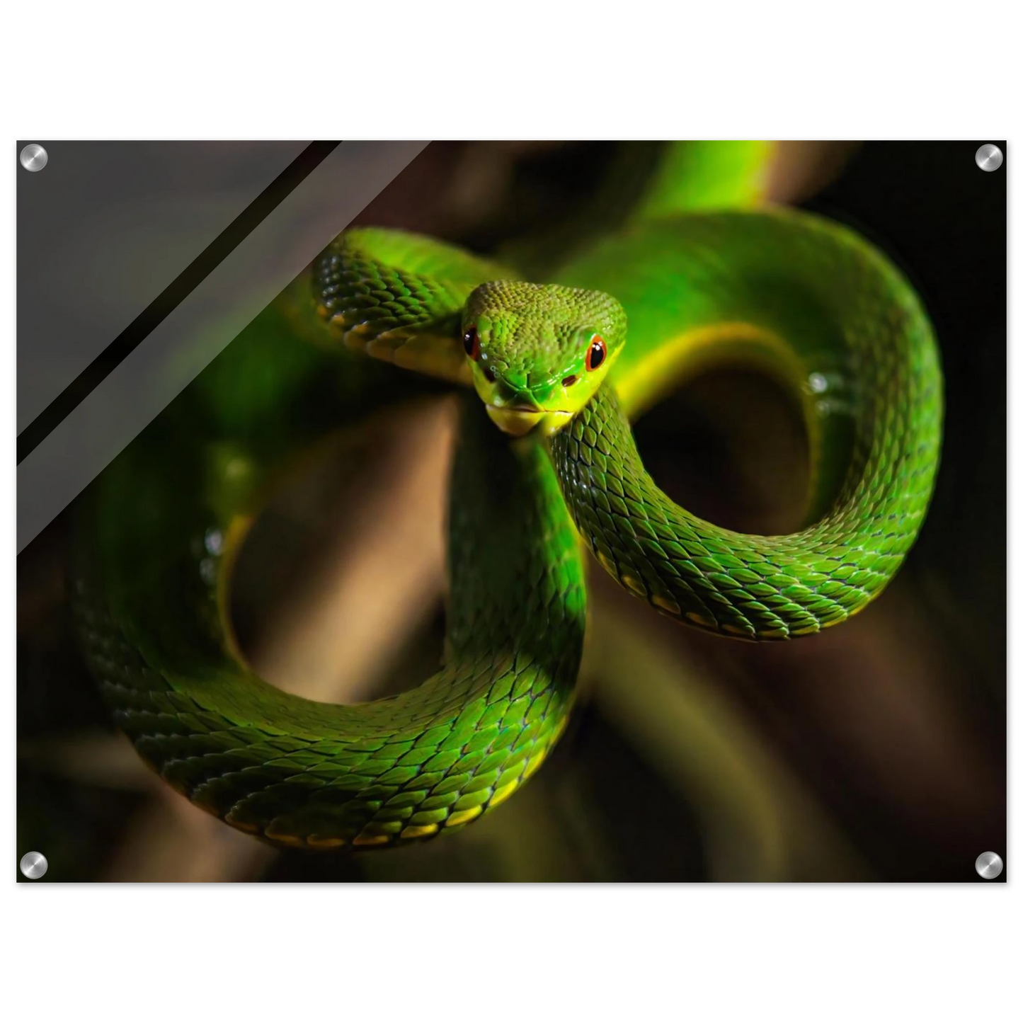 Wandbild der gruene baumviper ein hypnotischer blick in verschiedenen groessen