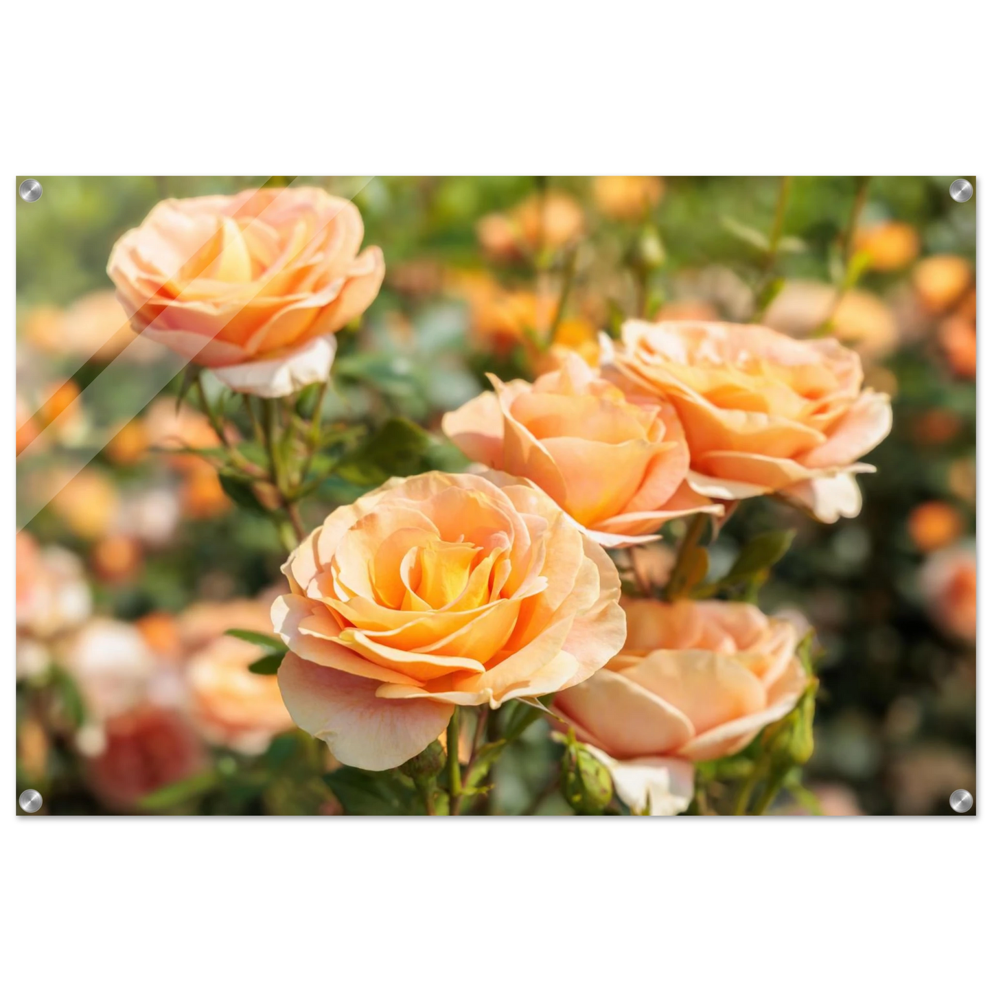 Wandbild romantische pfirsichrosen im sonnenschein botanische kunst fuer ihr zuhause in vielen groessen