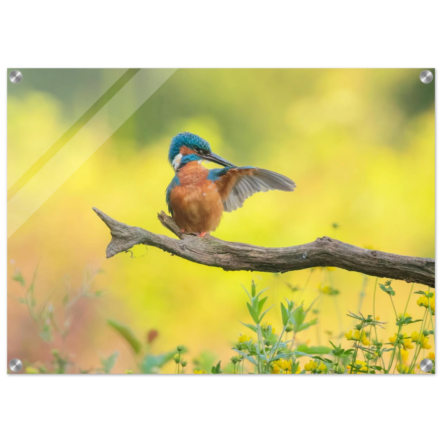 Wandbild eisvogel lebendige naturkunst fuer ihr zuhause