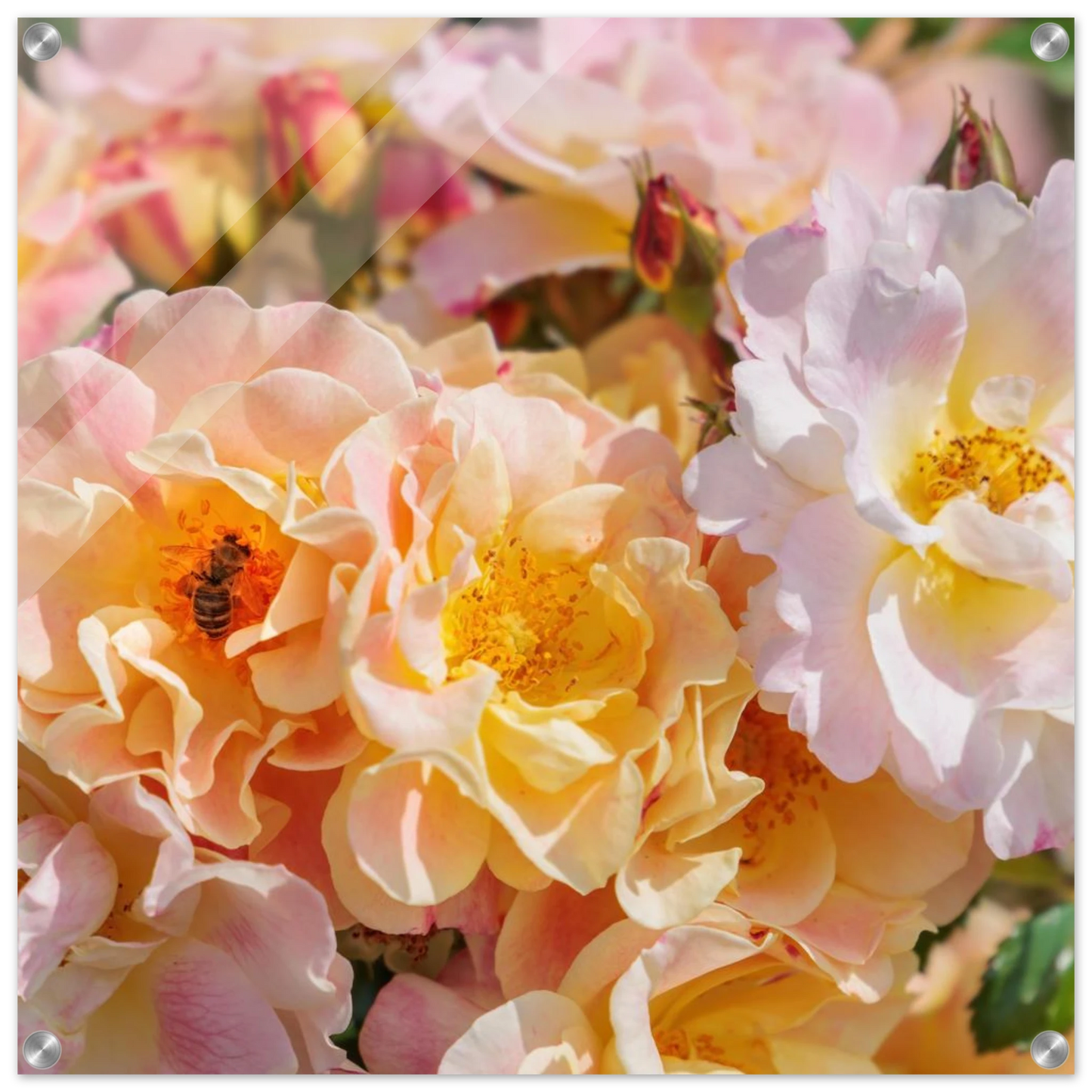 Wandbild bluehende gartenrosen eine honigbienen ode in pastell perfektion in vielen groessen verfuegbar