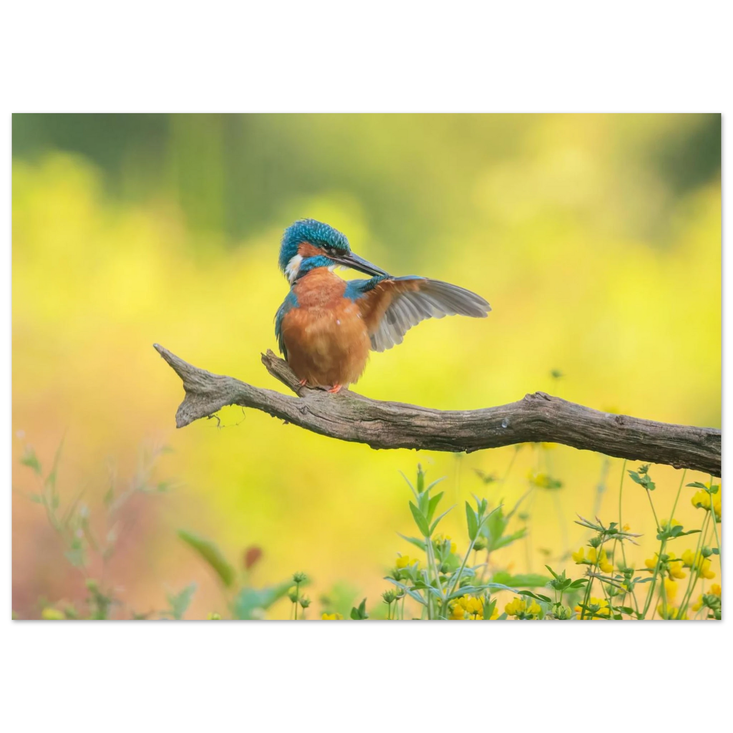 Wandbild eisvogel lebendige naturkunst fuer ihr zuhause