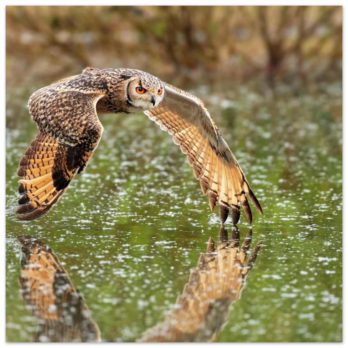 Wandbild majestaetische eule im flug naturfotografie mit lebendigen orangetoenen in ihrer wunschgroesse