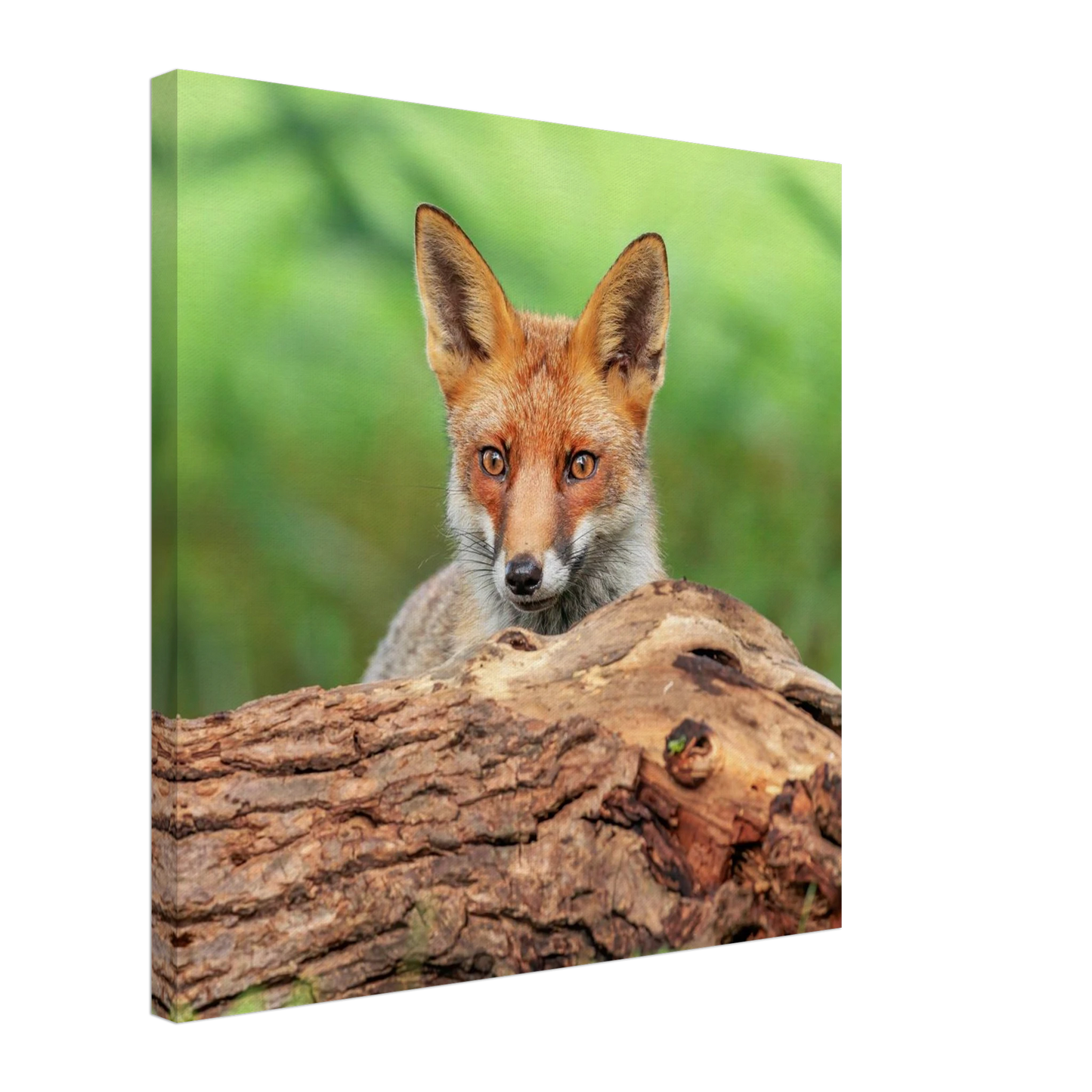 Wandbild fuchs im versteck einzigartige naturkunst fuer ihr zuhause