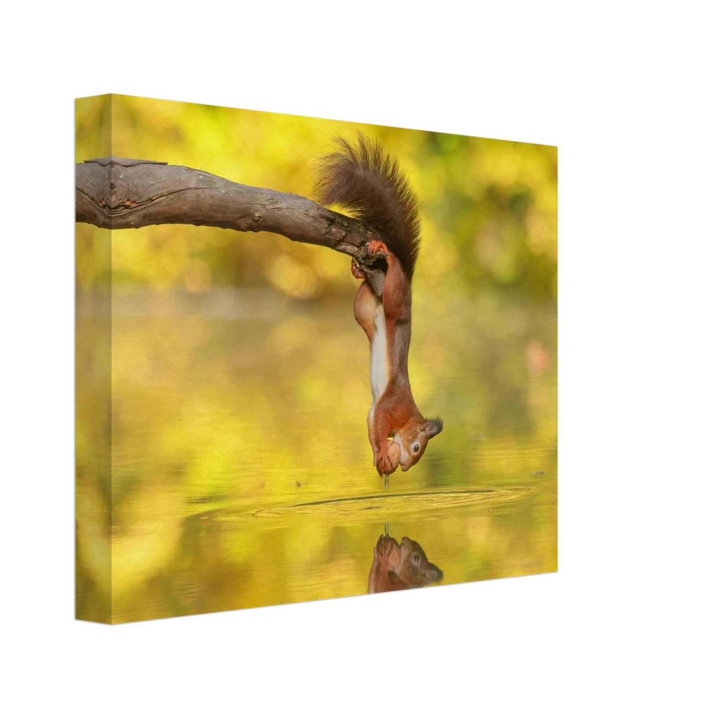 Wandbild akrobatik eichhoernchen lebendiges wildtier kunstwerk fuer ihr zuhause