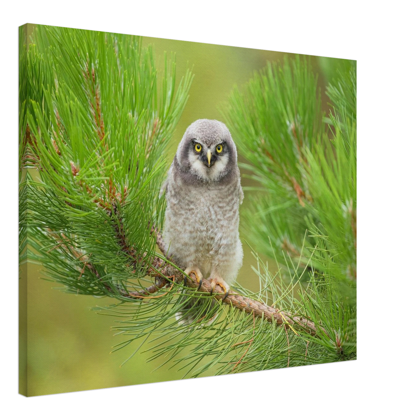 Wandbild bezaubernde eule auf kiefernzweig ruhiges naturmotiv fuer ihr zuhause