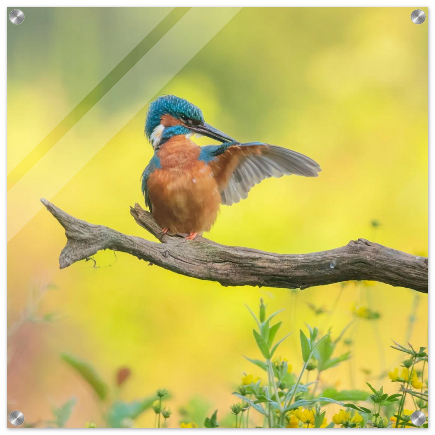 Wandbild eisvogel lebendige naturkunst fuer ihr zuhause