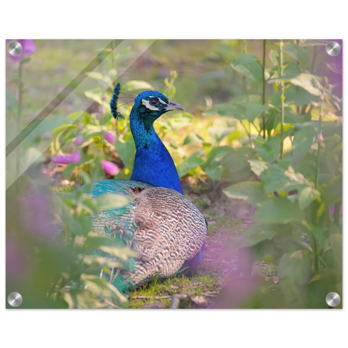 Wandbild majestaetischer pfau lebendige farbenpracht fuer ihre wand in vielen groessen erhaeltlich