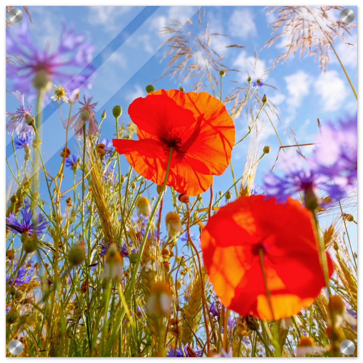Wandbild lebendige wildblumenwiese mohnblumen kornblumen unter blauem himmel