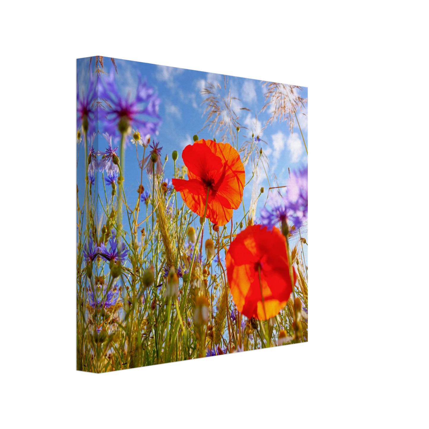 Wandbild lebendige wildblumenwiese mohnblumen kornblumen unter blauem himmel