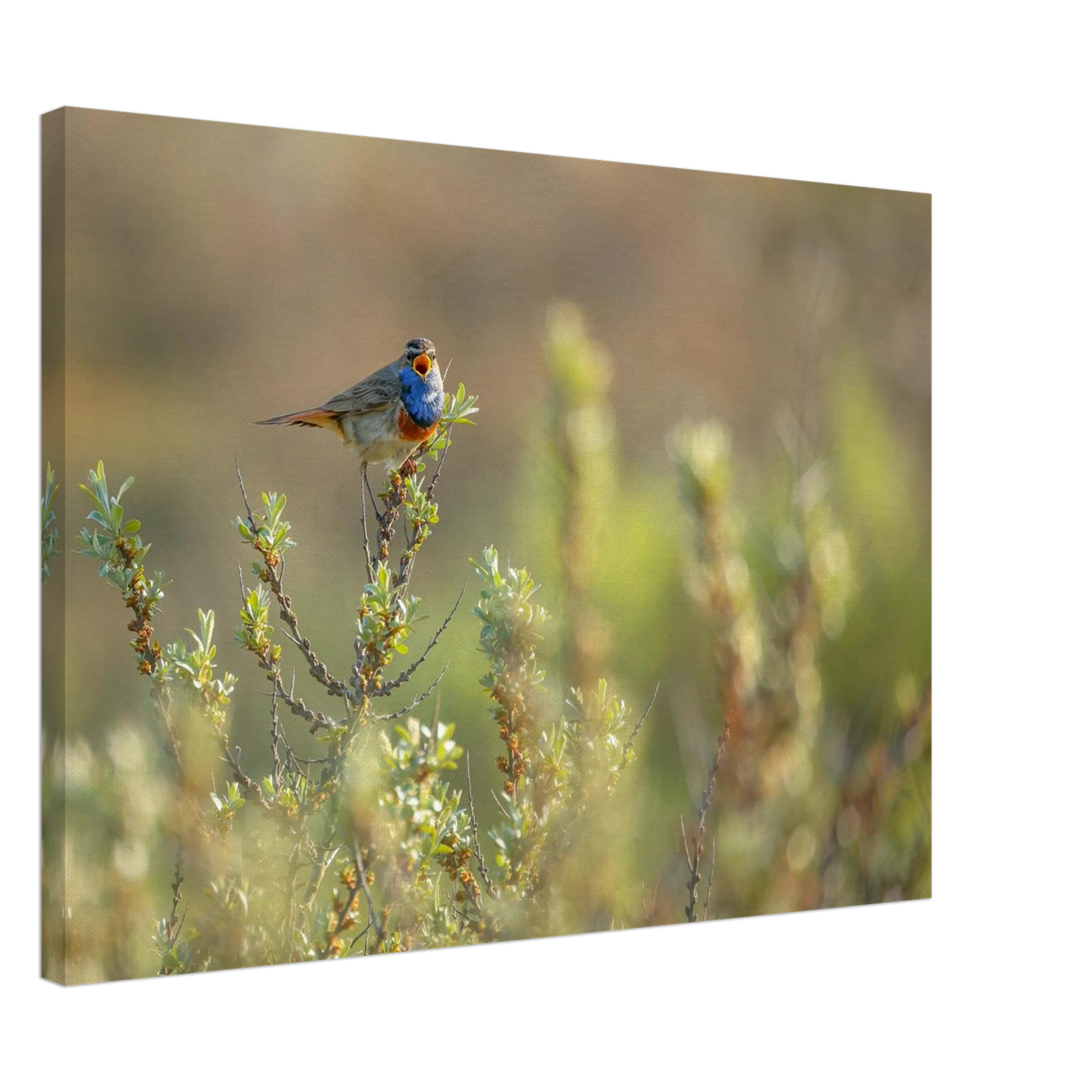 Wandbild blaukehlchen ein meisterwerk der natur auf leinwand in verschiedenen groessen erhaeltlich
