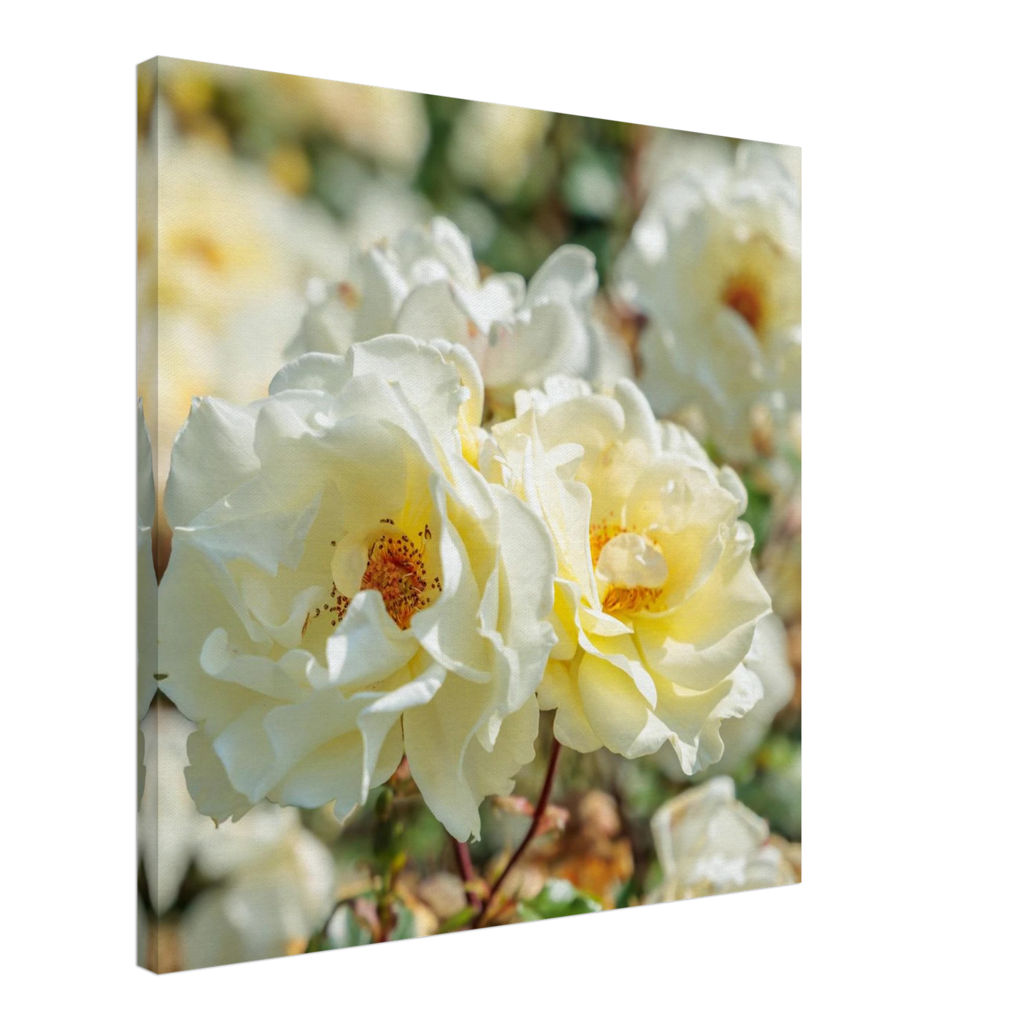 Wandbild creme weisse rosen zeitlose blumen eleganz fuer ihre wand in vielen groessen verfuegbar
